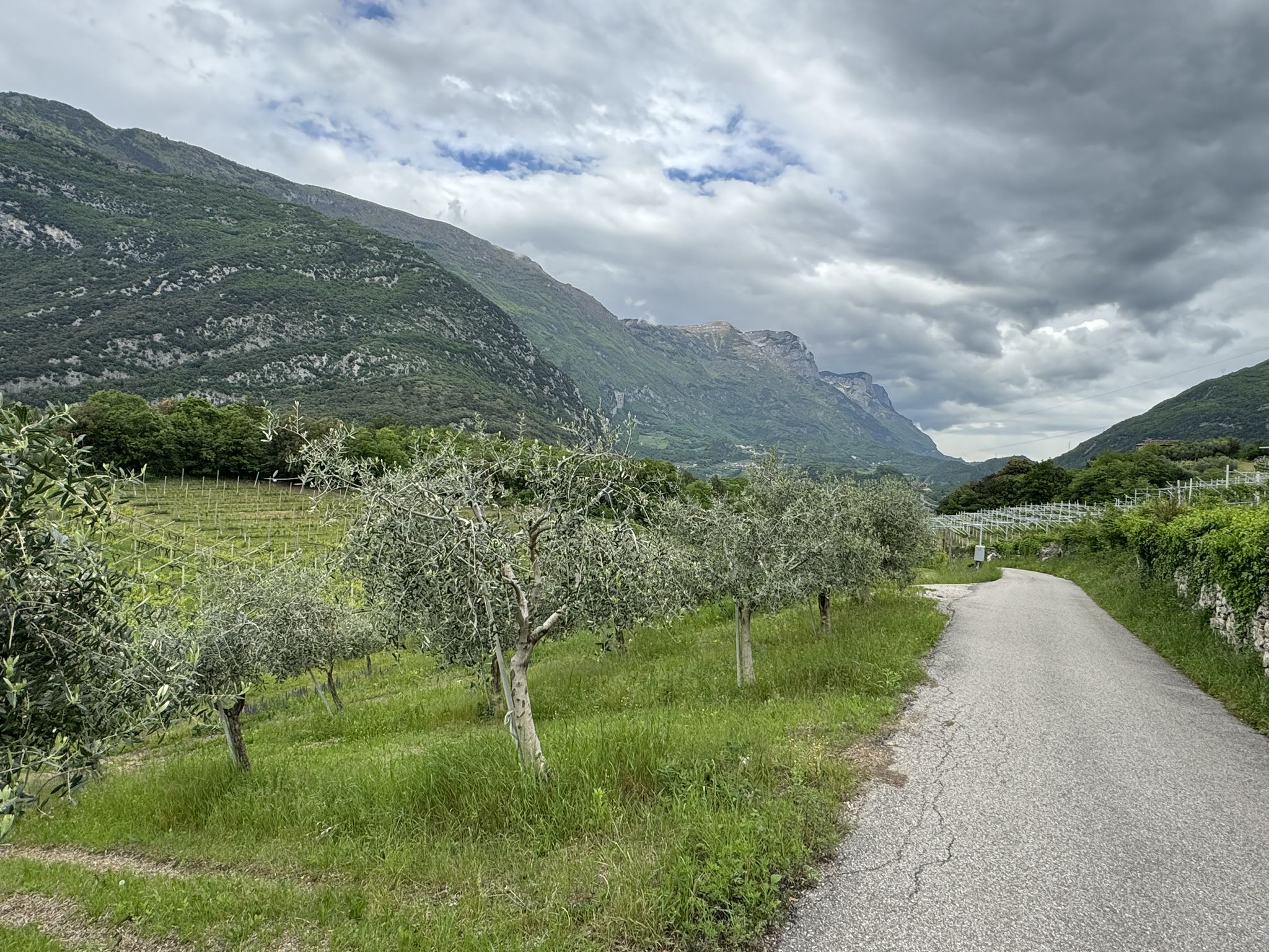 Weiterfahrt durch Weinberge und Olivenhaine