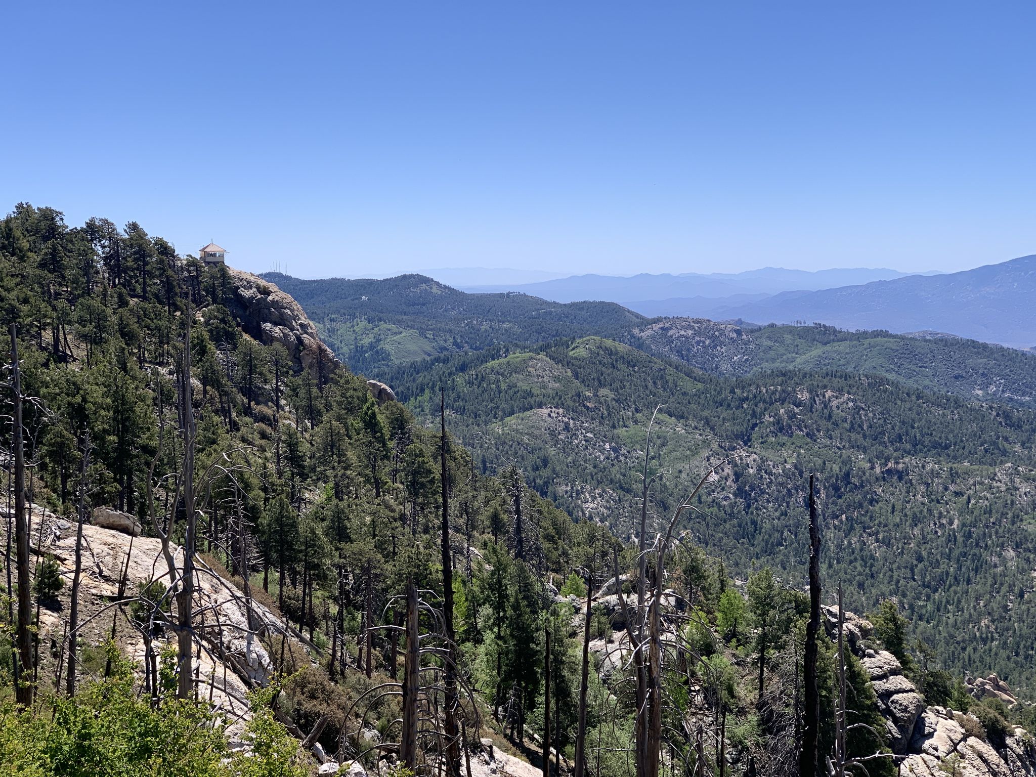 Panoramic view of forested mountains with many dead trees under a clear blue sky. - Meadow and Mount Lemmon Loop