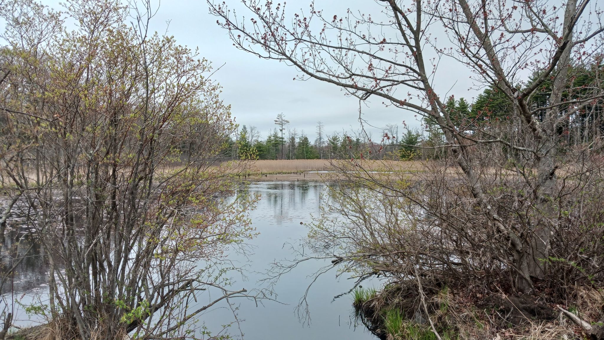 Overcast view of a calm pond surrounded by trees and shrubs. - Fay Gift loop from Sudbury