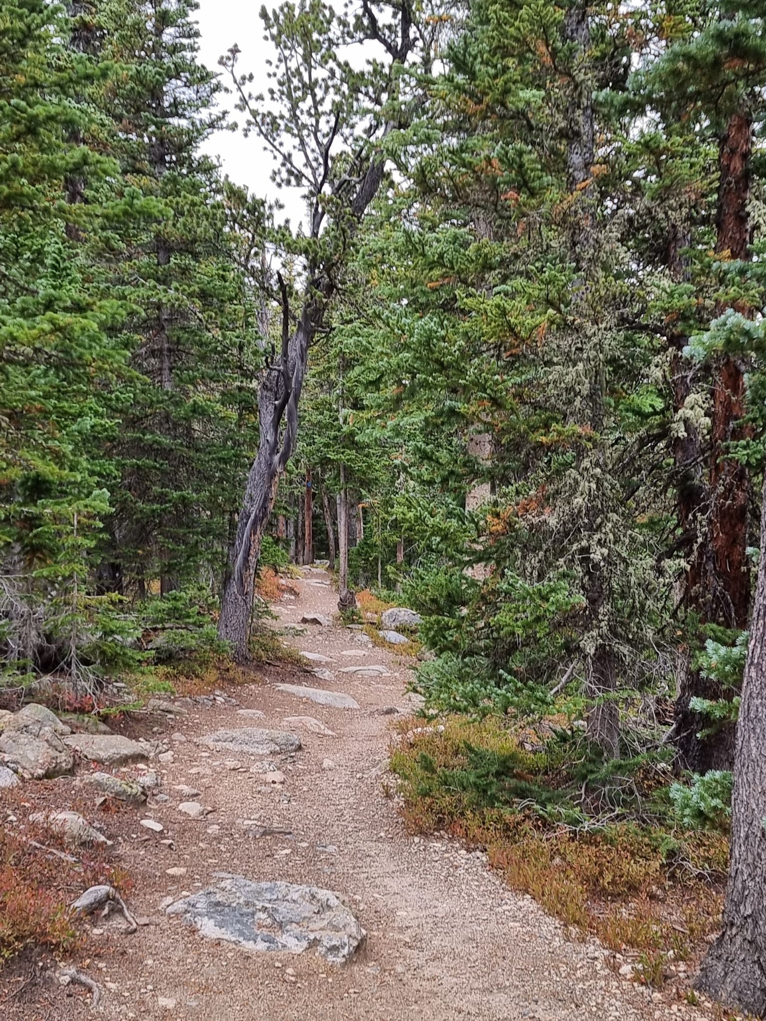 Dirt path through a dense pine forest with green and reddish undergrowth. - Red Rock Lake loop from South Saint Vrain Creek