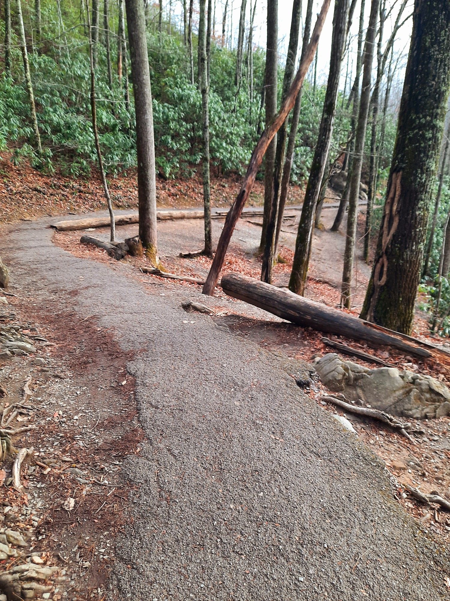 Paved path winding through a forest with fallen logs and bare trees. - Laurel Falls Trail