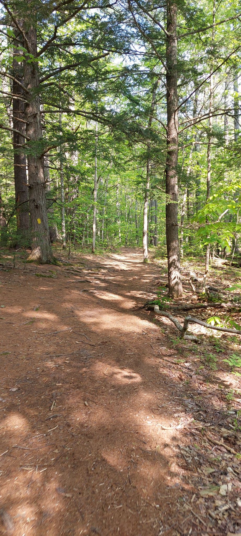 Wide forest path with sunlight filtering through tall green trees. - Echo Lake – Marshall Conservation Area loop from Hale's Location