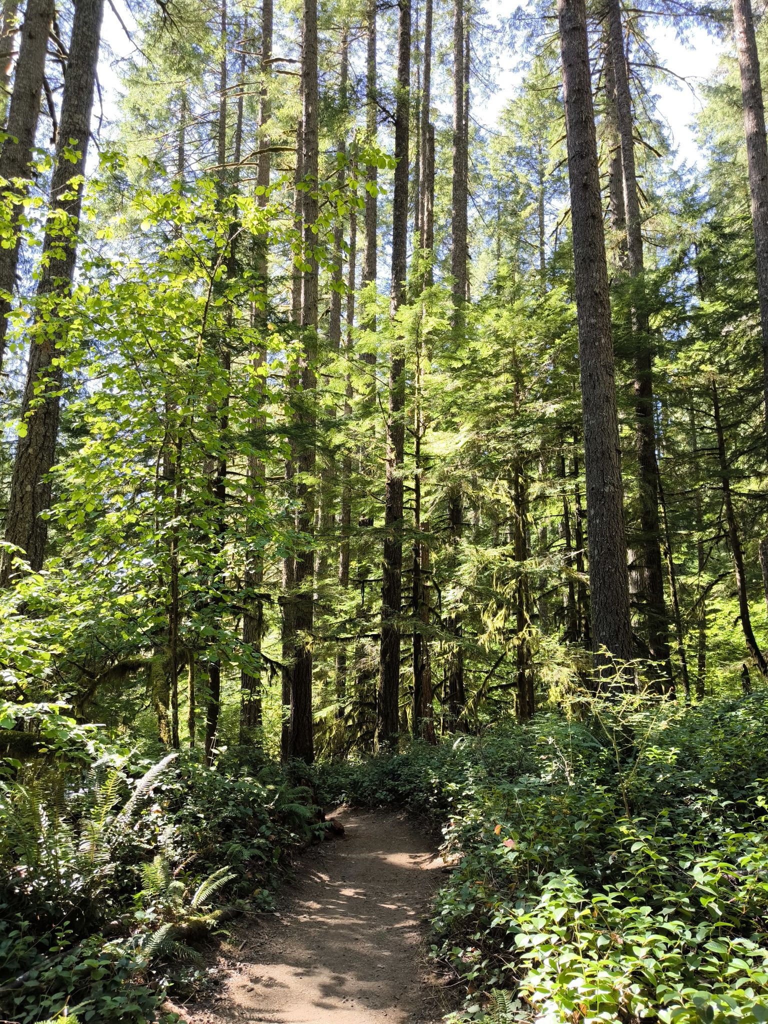 A sun-dappled forest path winding through tall, green trees. - Winter Falls and Upper North Falls via Rim Trail