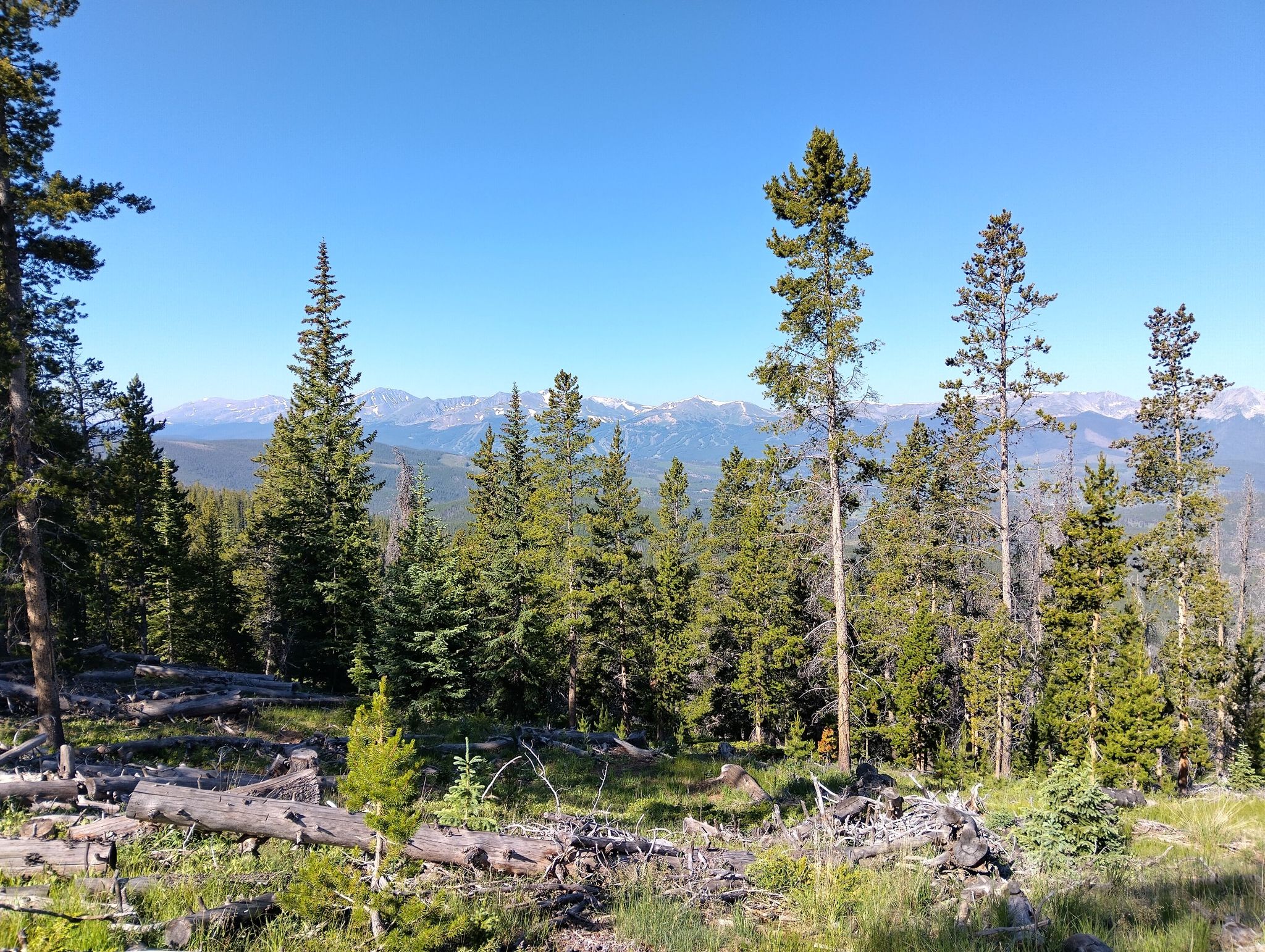 Tall pine trees in a forest clearing with distant snow-capped mountains. - Keystone Gulch to Soda Creek loop