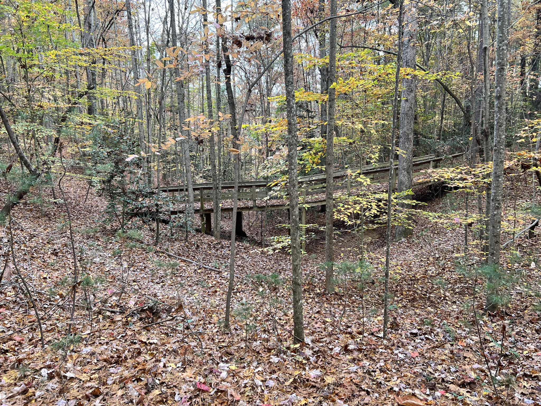 A wooden boardwalk winds through an autumn forest with fallen leaves. - Overmountain Victory Trail