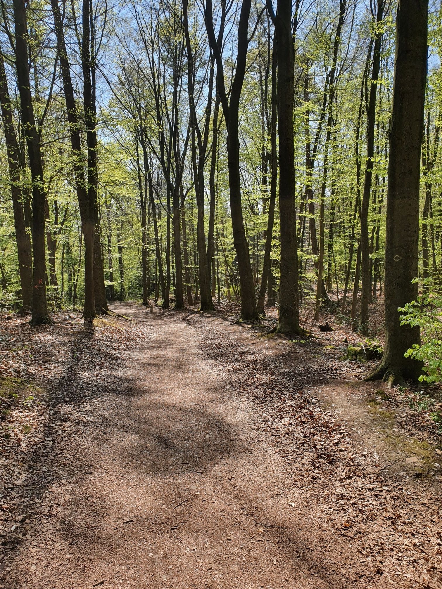 Waldweg