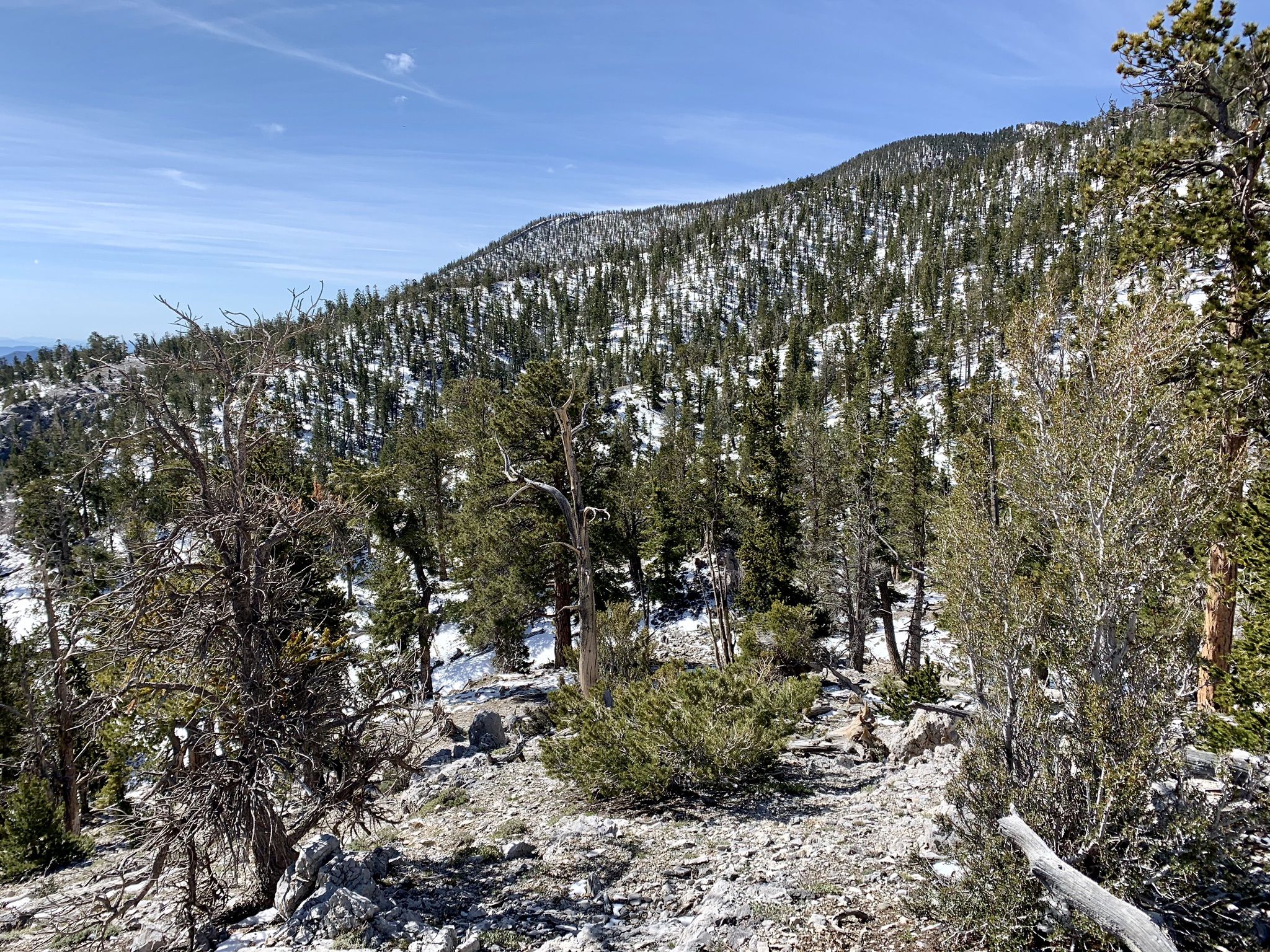 Snowy mountain slope covered in pine trees under a clear blue sky. - Mummy Mountain via Mummy Spring Trail
