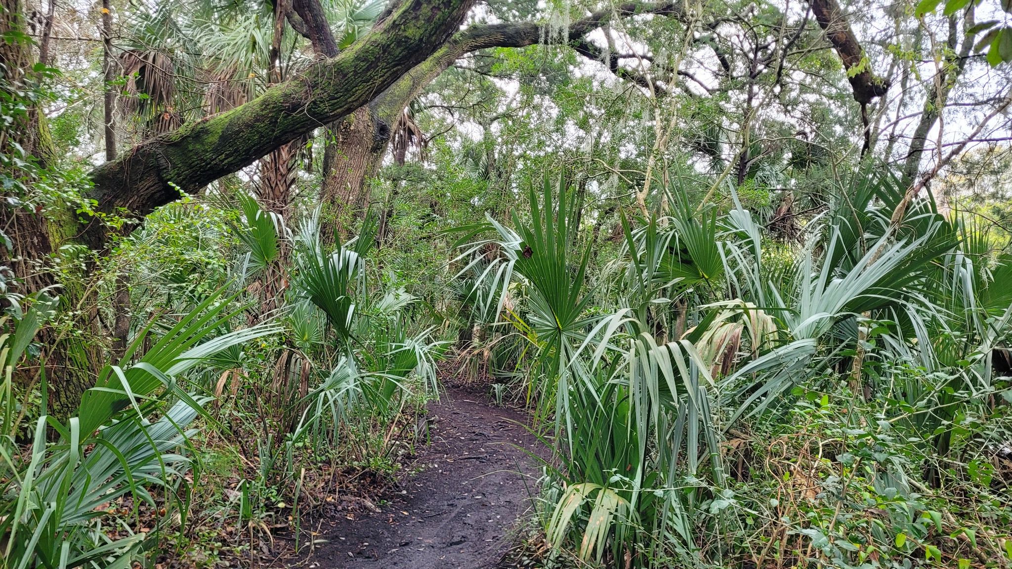 Narrow dirt path winding through dense, green, tropical-like forest. - Historic Road Trace and Nature Trail