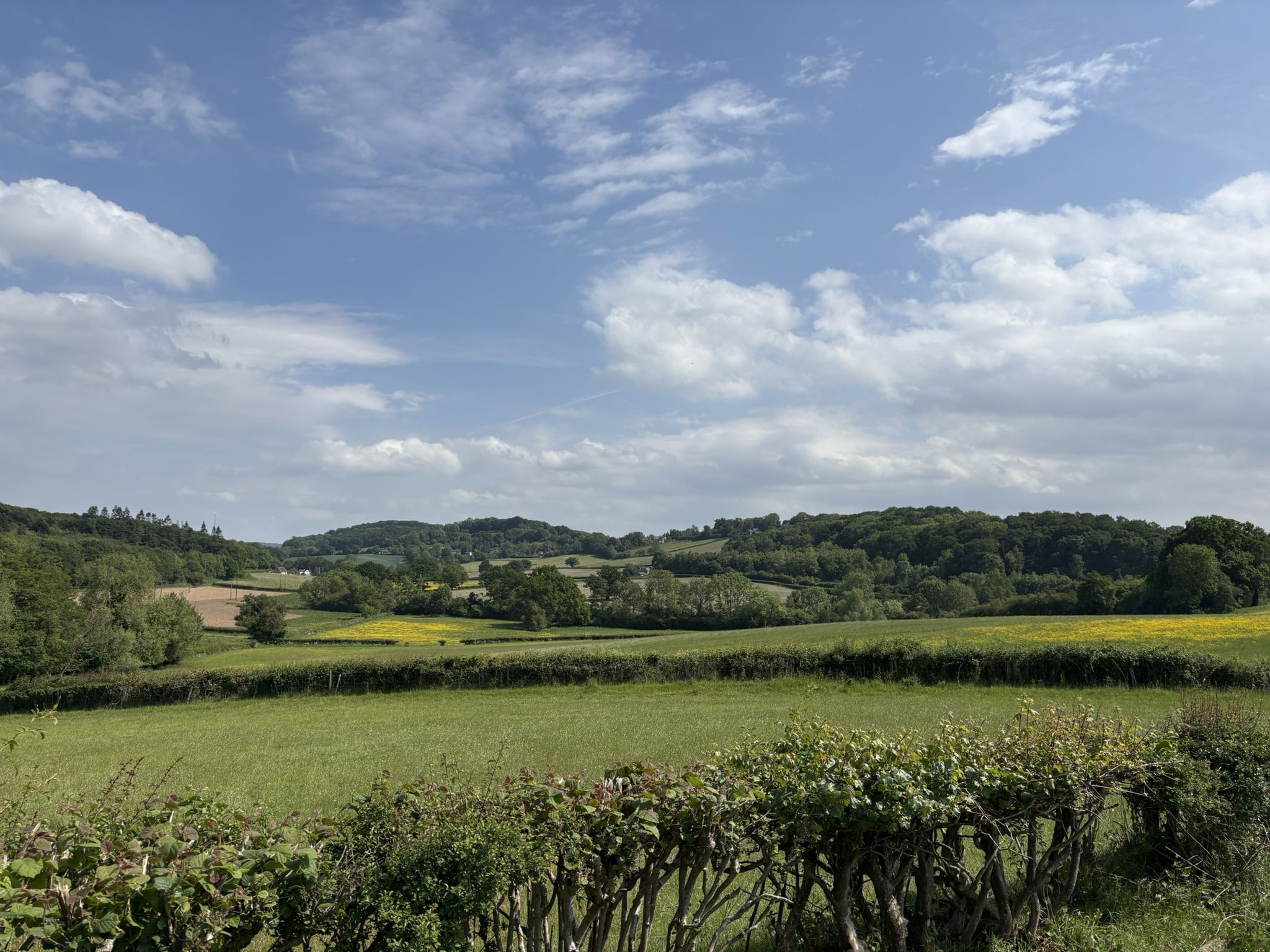 Towards Lea & Paget's Wood
