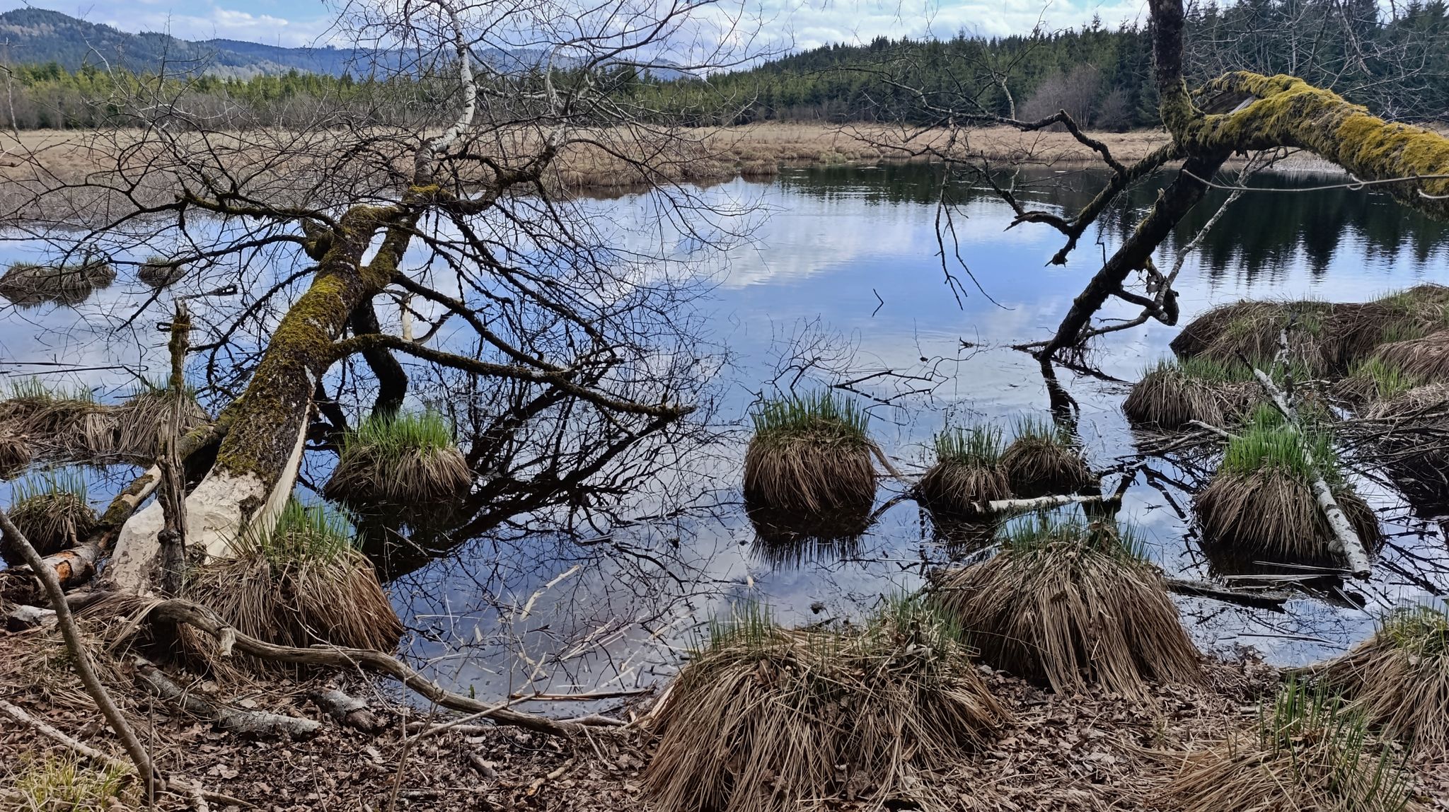 Bantenweiher