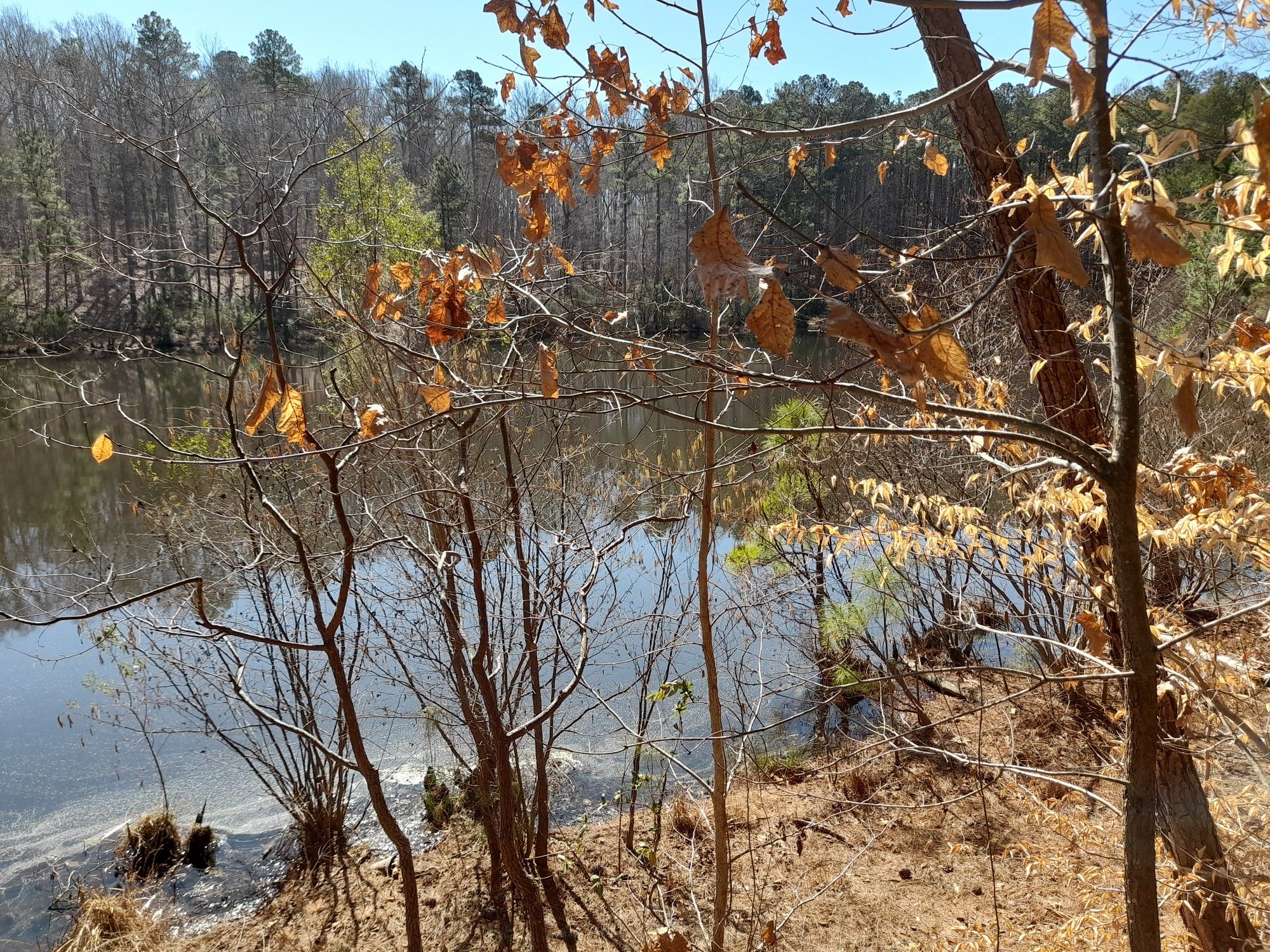 Sunny view of a lake through trees with brown autumn leaves. - Company Mill and Loblolly Trail Loop