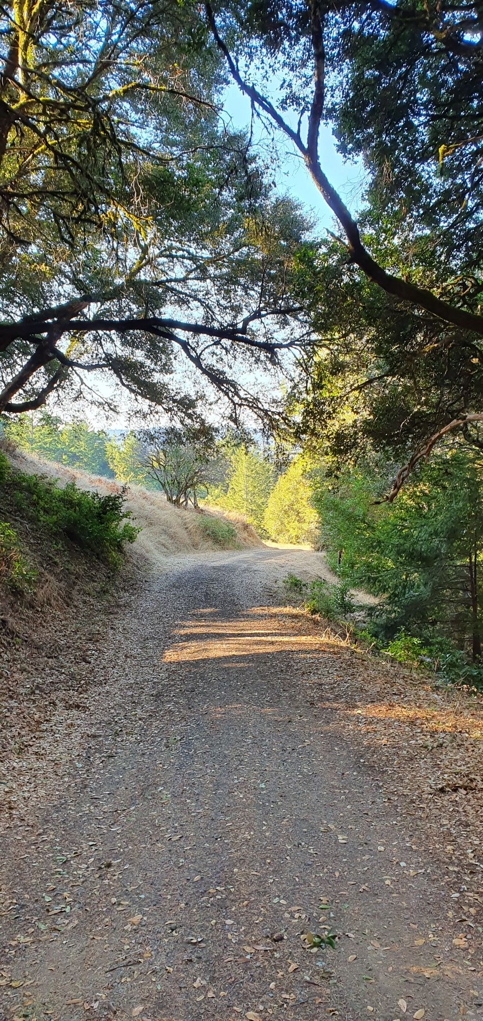 Sunny dirt road winding through a wooded landscape with dappled light. - Long Ridge Loop