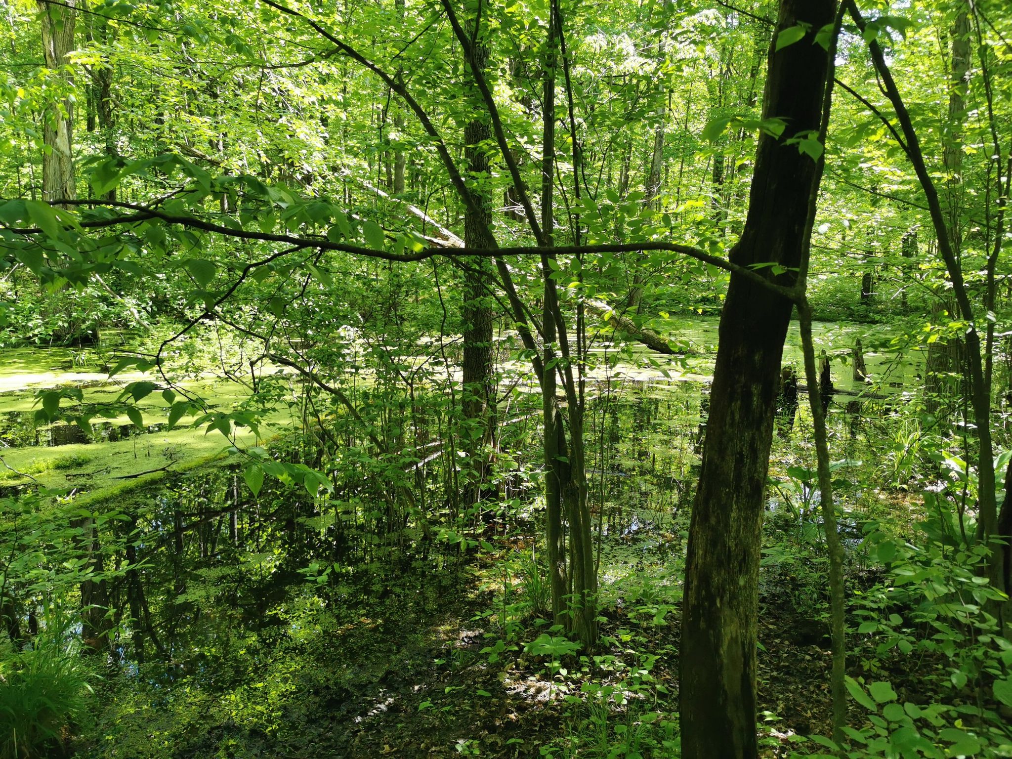 A lush green swamp or wetland area in a sun-dappled forest. - Seidman Park Blue and Red Loop Trail