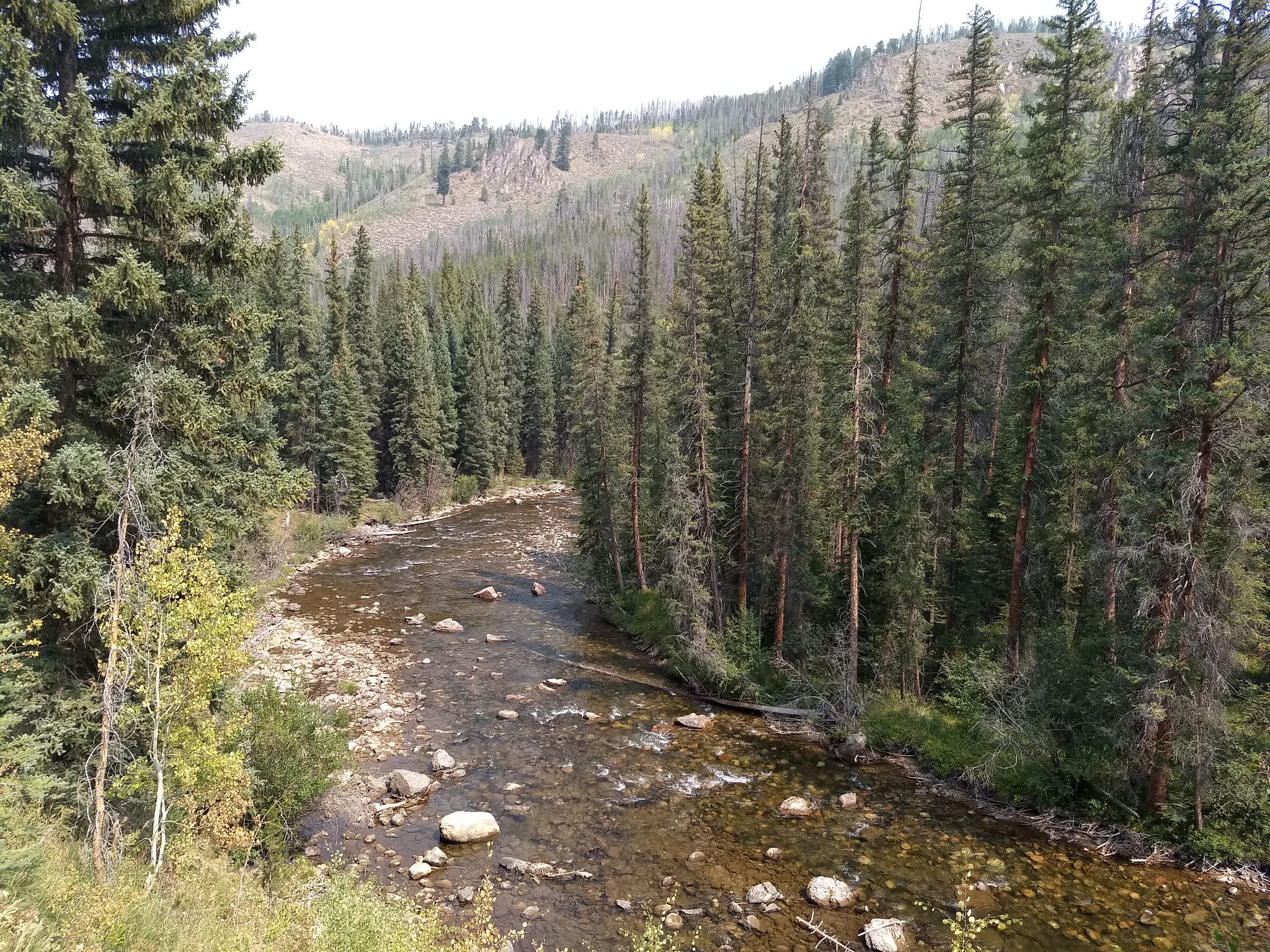 Rocky river winding through a dense evergreen forest on a bright day. - Colorado River loop from Horseshoe Guard Station
