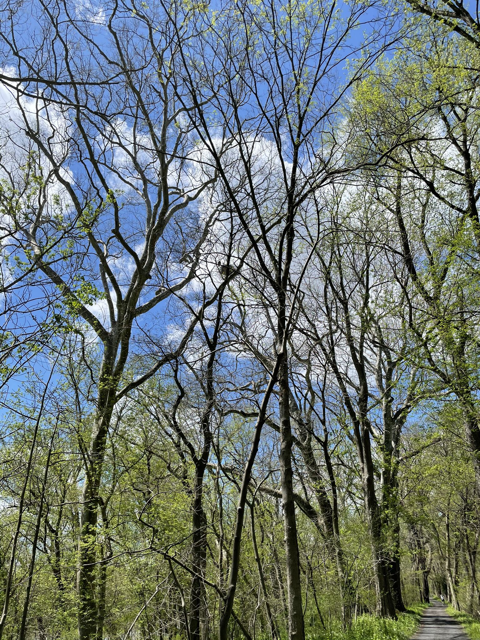 Bare tree branches with new green leaves against a bright blue sky. - Gravel loop from Monocacy Aqueduct