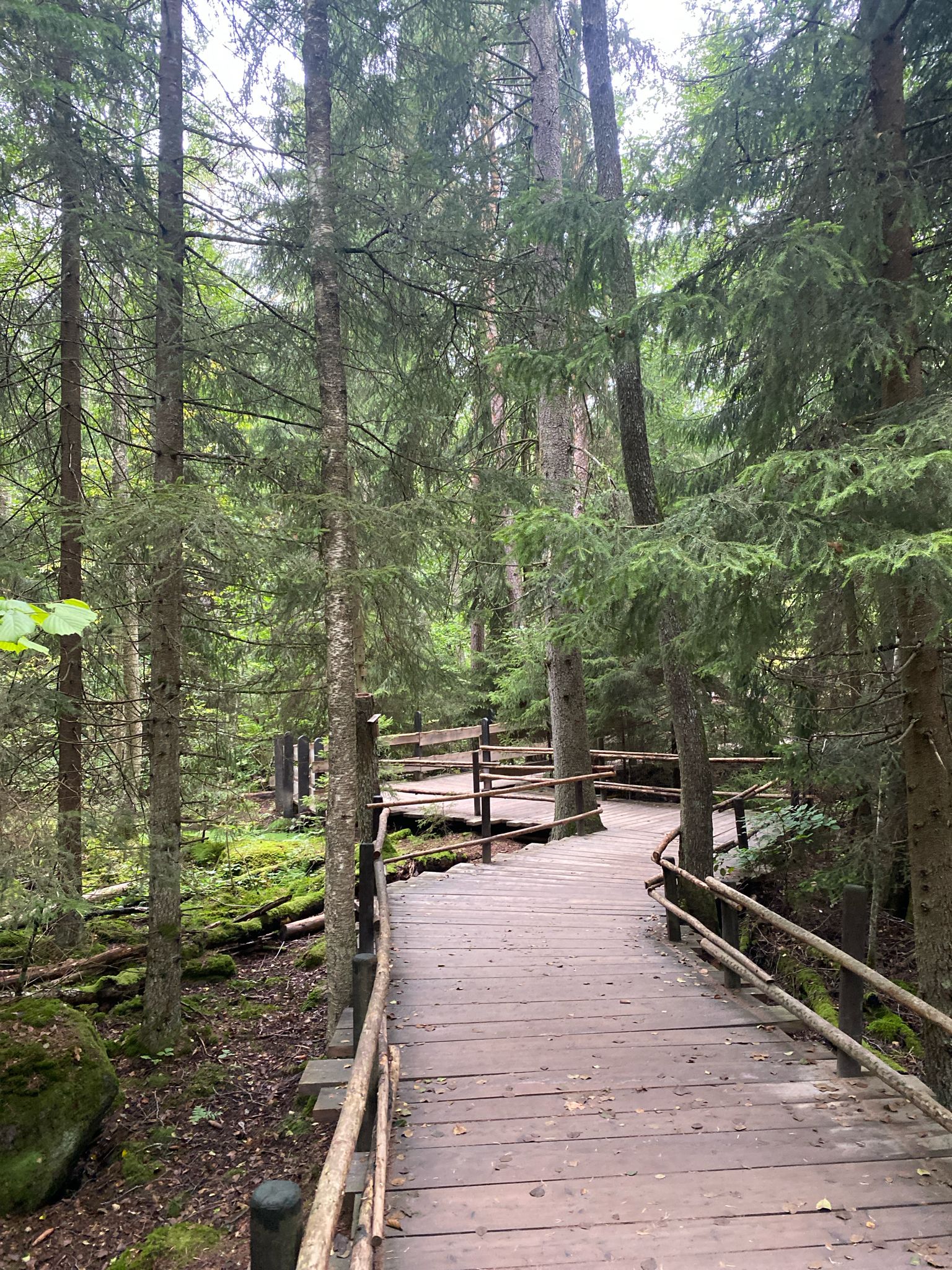 Im Mattiswald