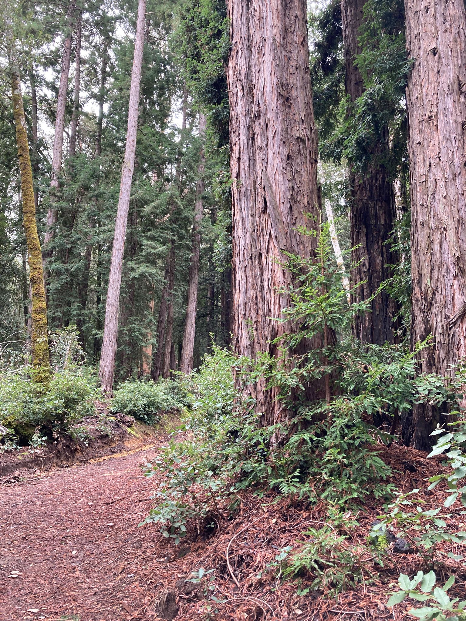 A dirt path winds through a dense forest of tall, ancient trees. - Ridge and Camp Trail Loop