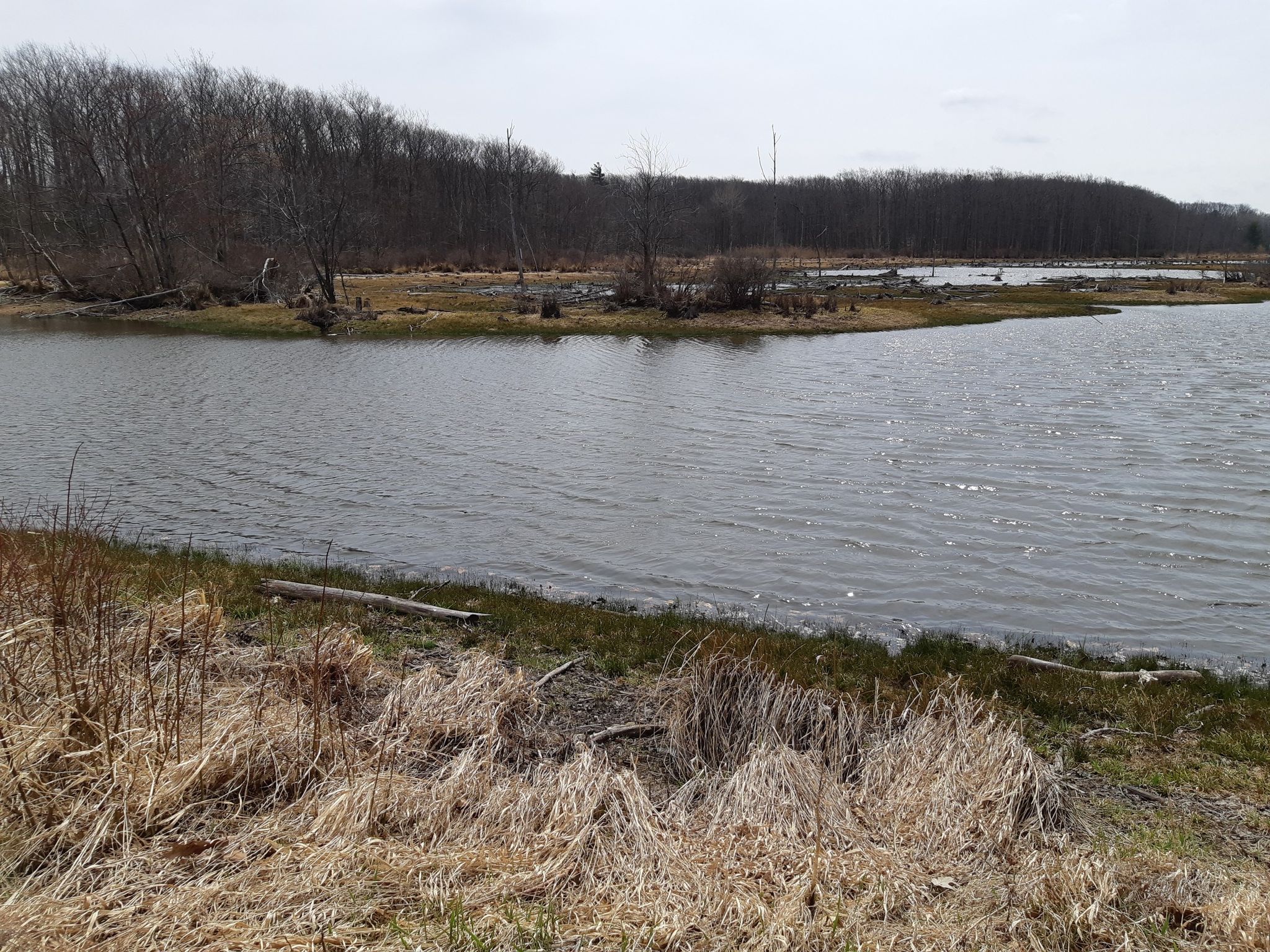 Overcast view of a calm body of water with bare trees and dry grass. - Interloken Trail to Teeter Pond