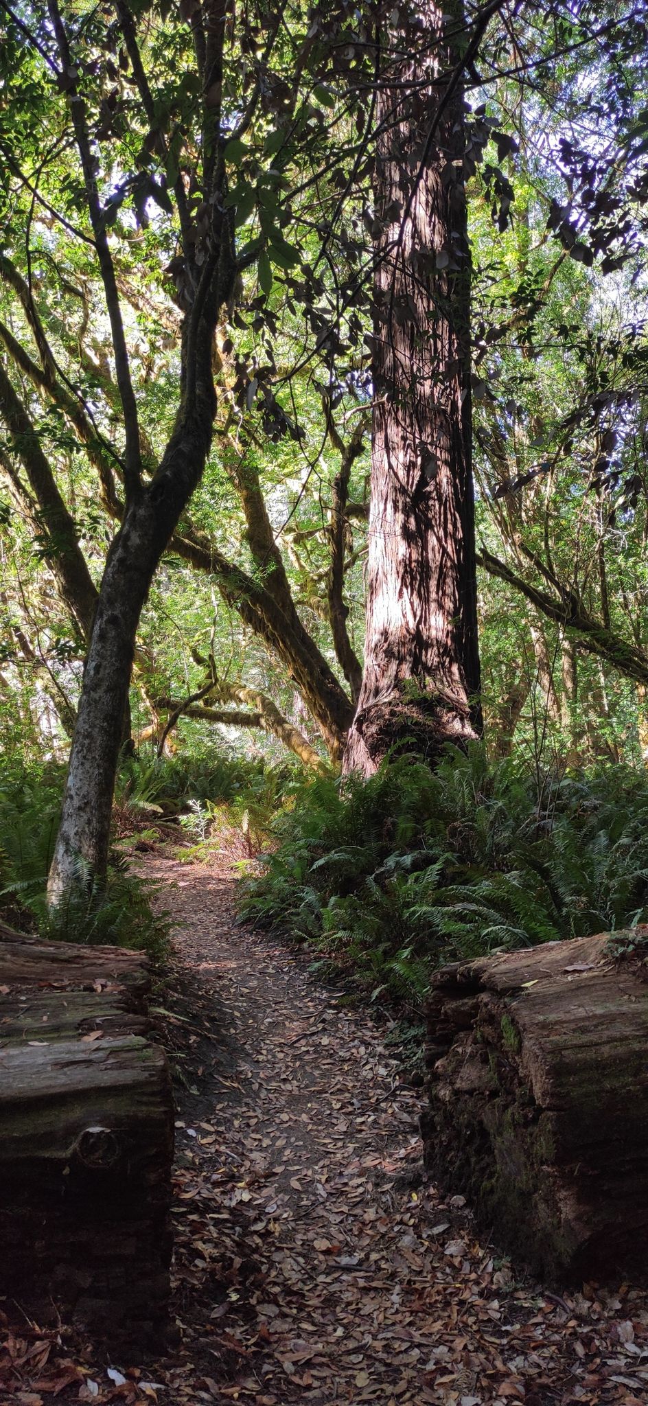 Dappled sunlight on a forest path between large trees and ferns. - Tall Trees Grove Loop Trail