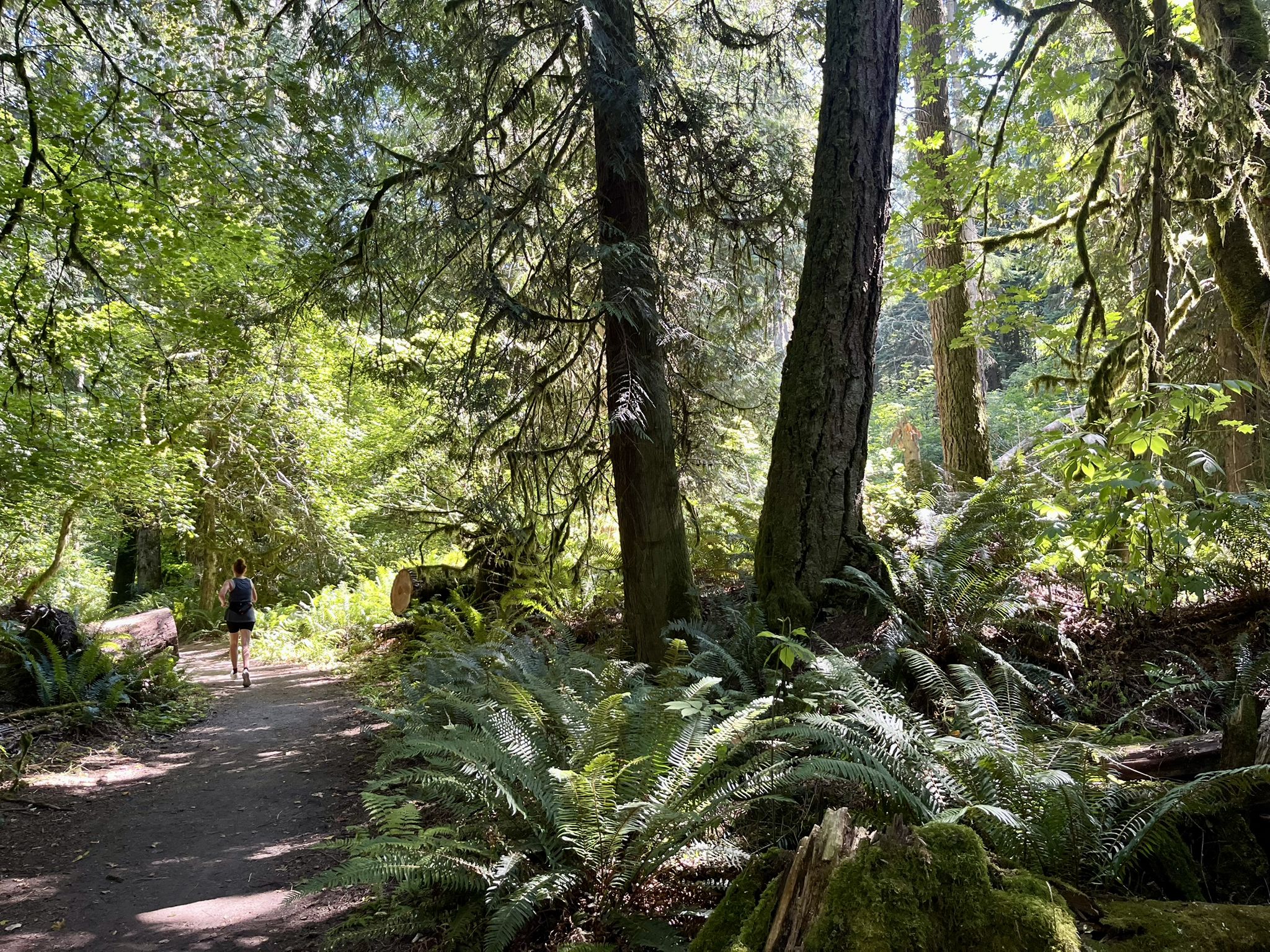 A person walks on a sun-dappled forest path surrounded by ferns and trees. - Midway, Temple Pond and Red Barn Loop