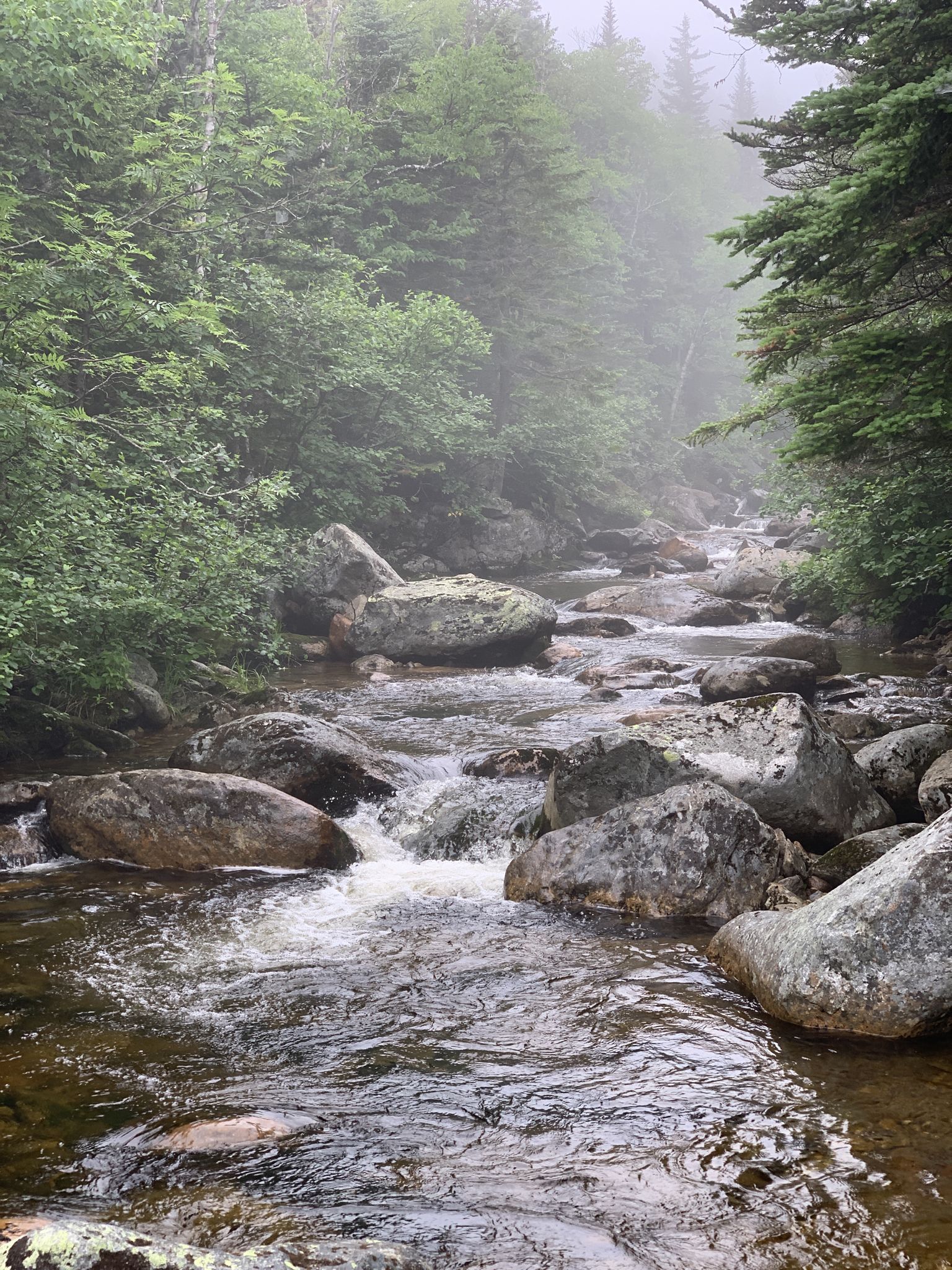 A rocky stream flows through a misty, dense evergreen forest. - Mount Isolation via Rocky Branch Trail