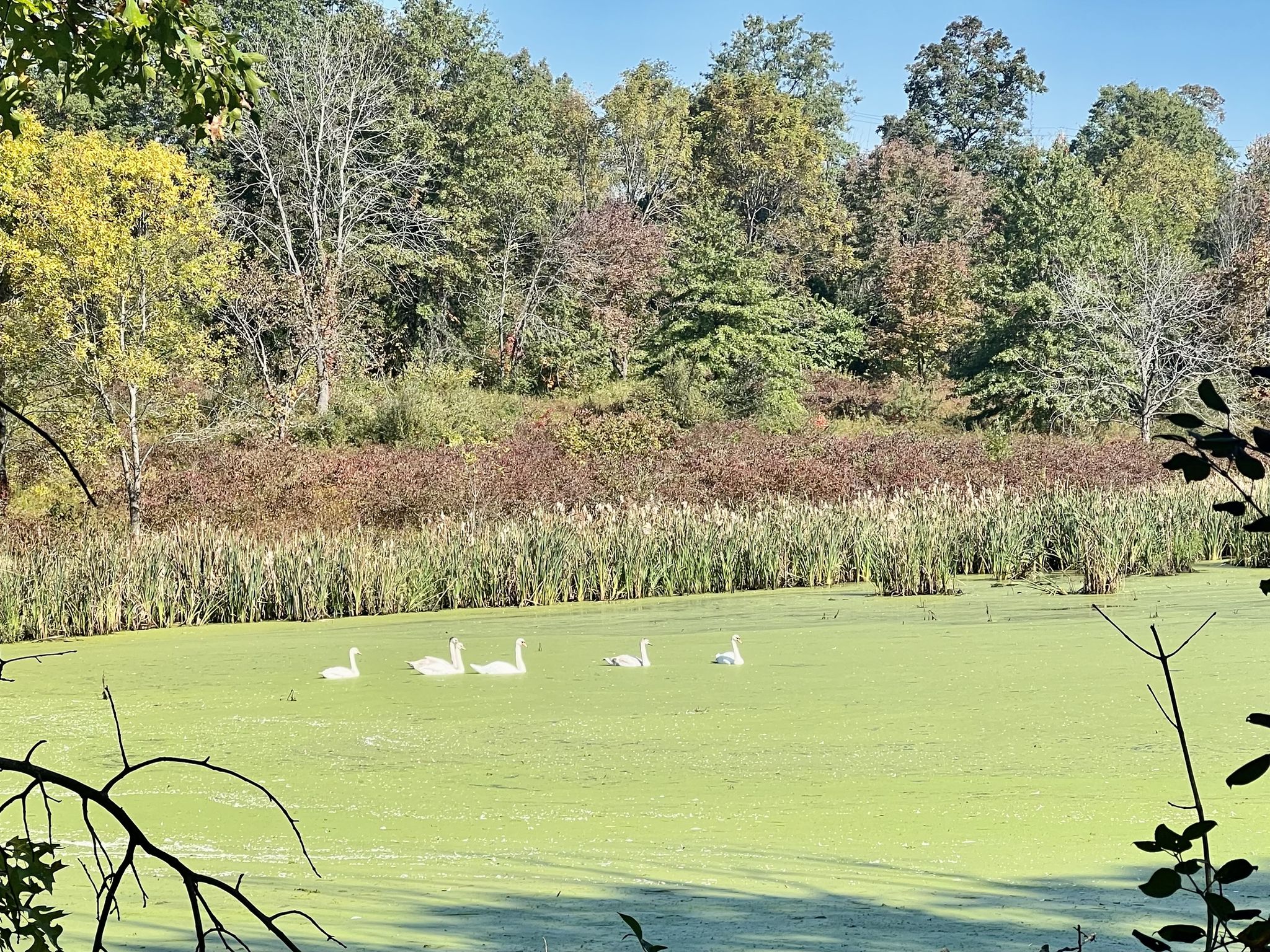 Five white swans swim in a green, algae-covered pond surrounded by trees. - Crane Park Pond – Monroe Ponds loop from Village of Goshen