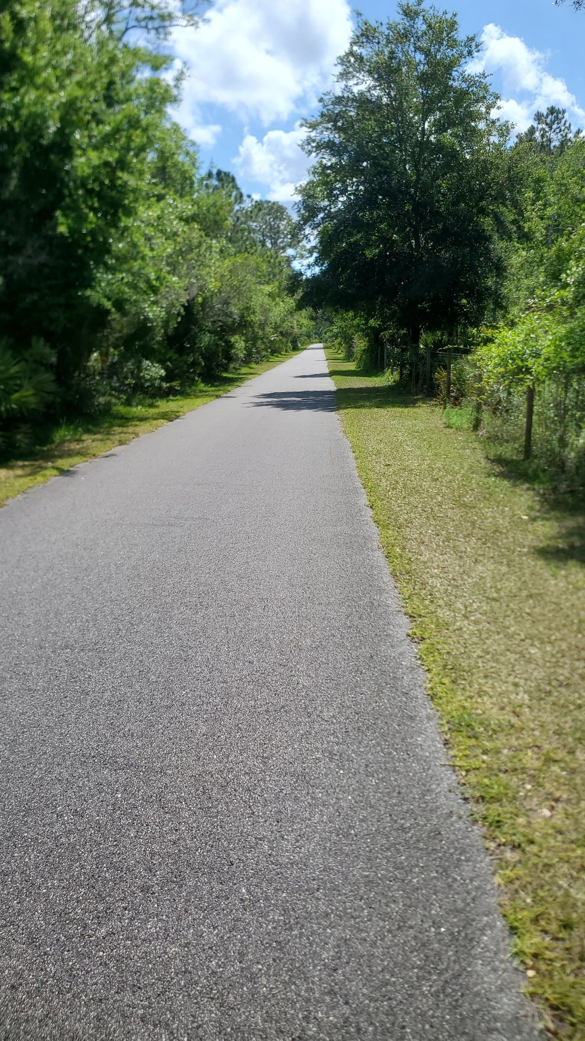 Sunny paved path lined with green trees under a blue sky. - Palm Bluff Conservation Area: Red Trail