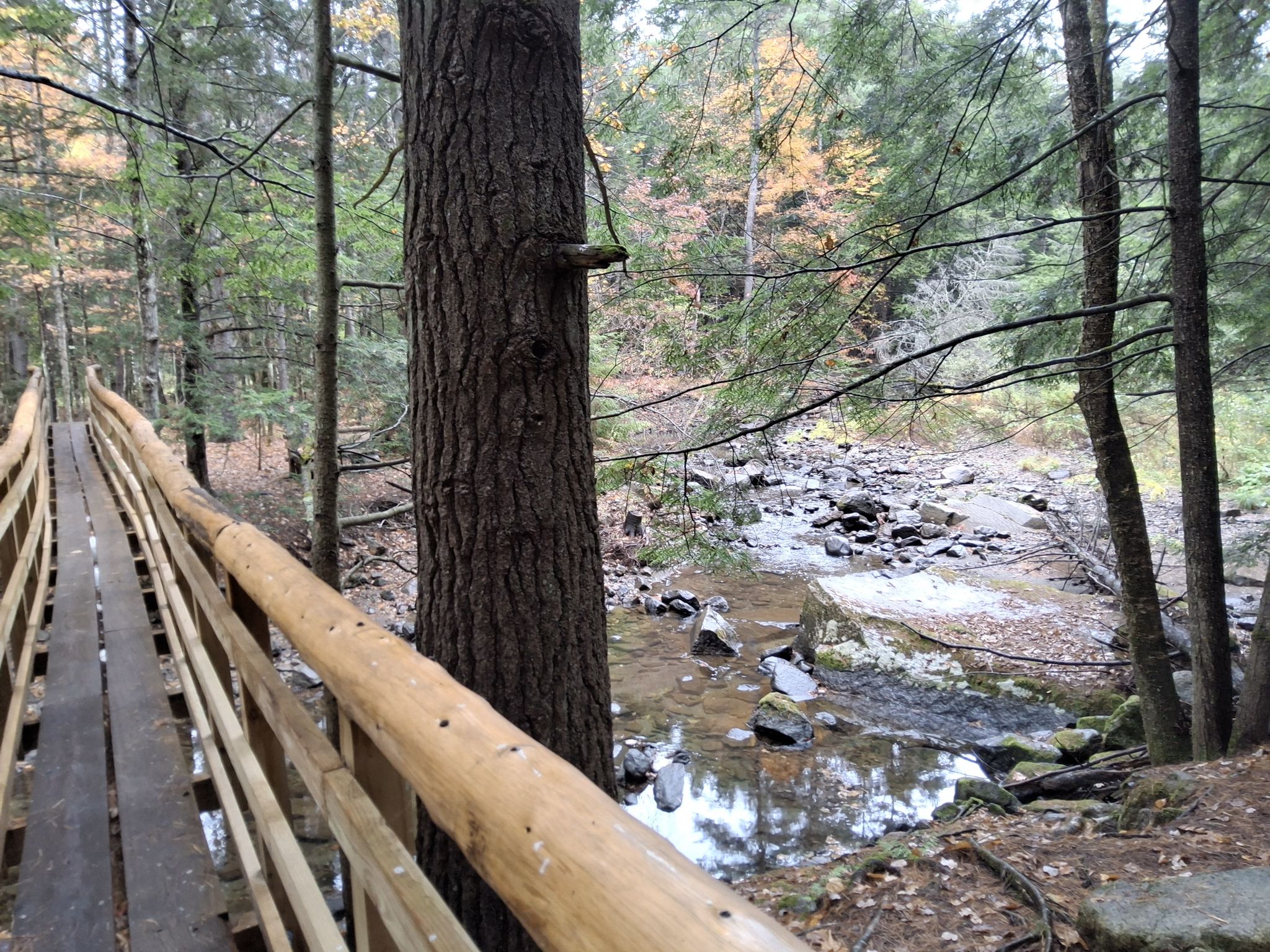 Wooden boardwalk bridge alongside a tree overlooking a rocky forest stream. - Wheelock Trail