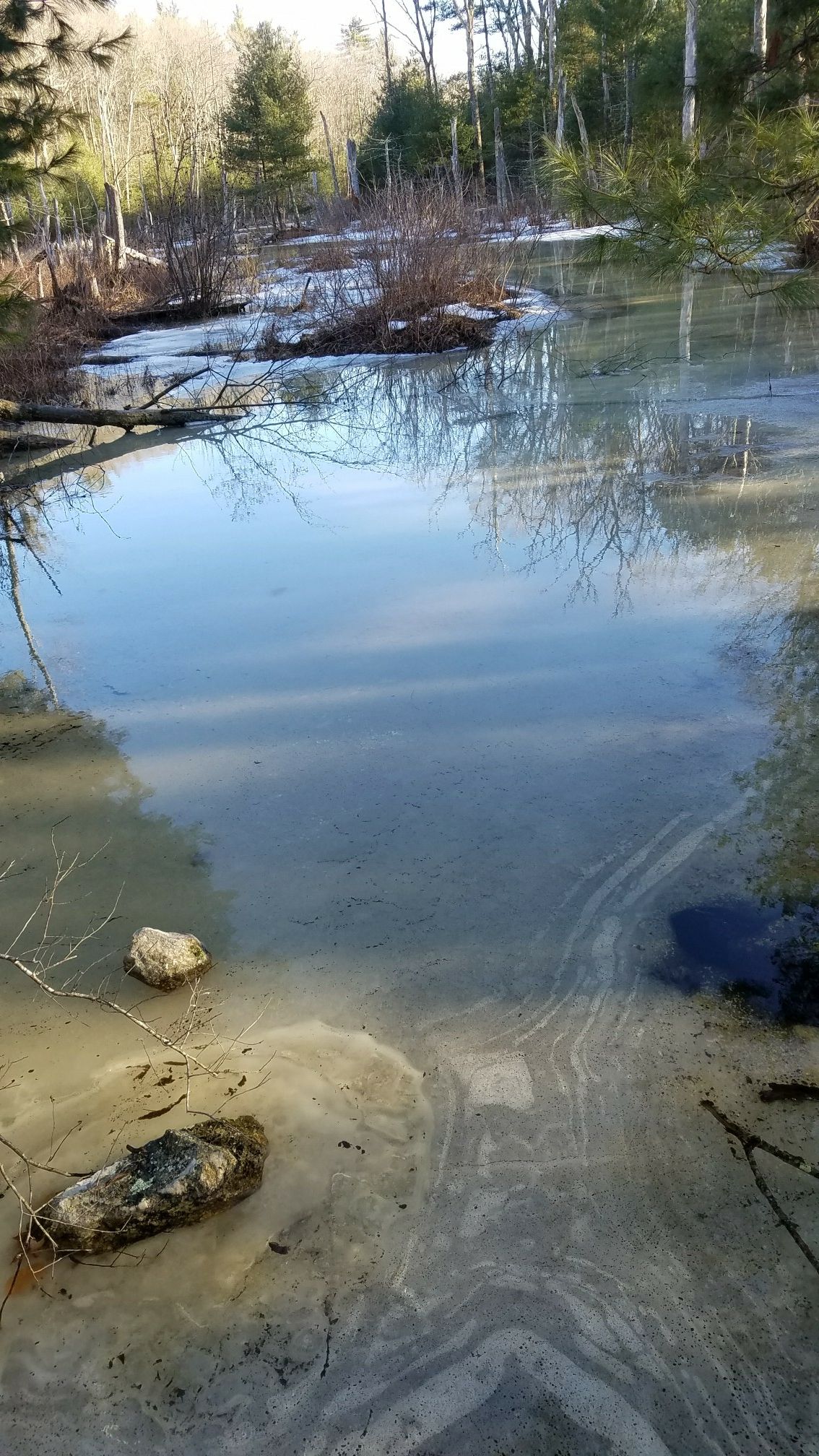 Shallow, clear water reflecting trees, with patches of snow and bare branches. - Field Pond – Skug River Reservation loop from Harold Parker State Forest