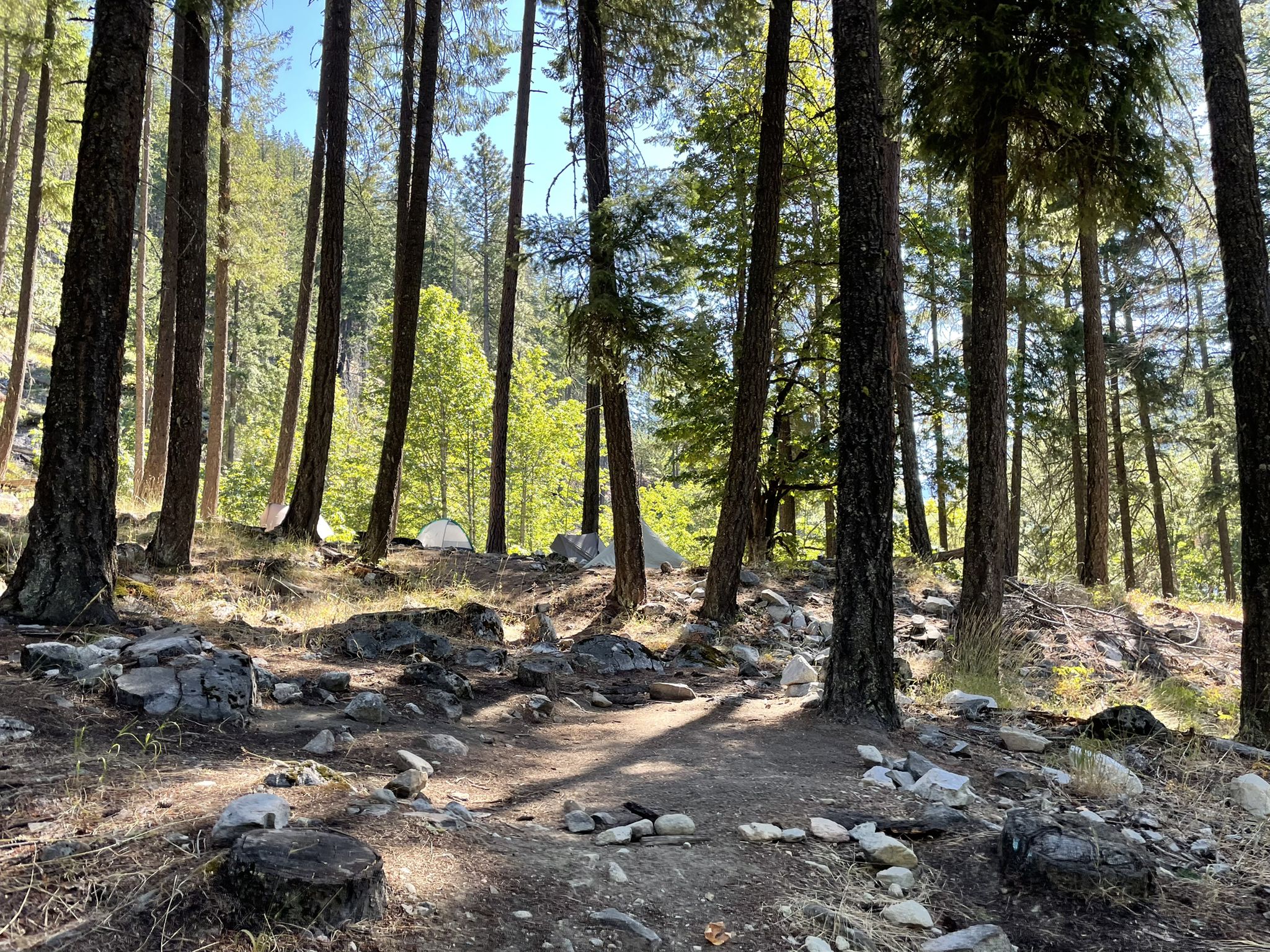 Dappled sunlight illuminates a rocky forest floor with tall pine trees. - Imus Creek Trail