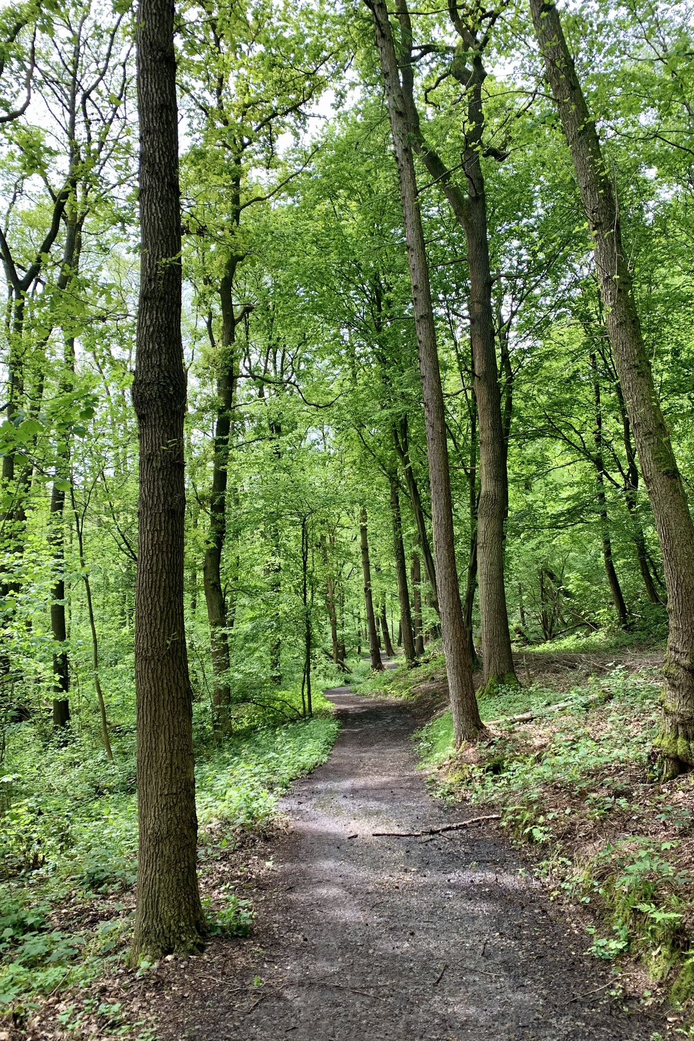 Ook weer een mooi hellingbos