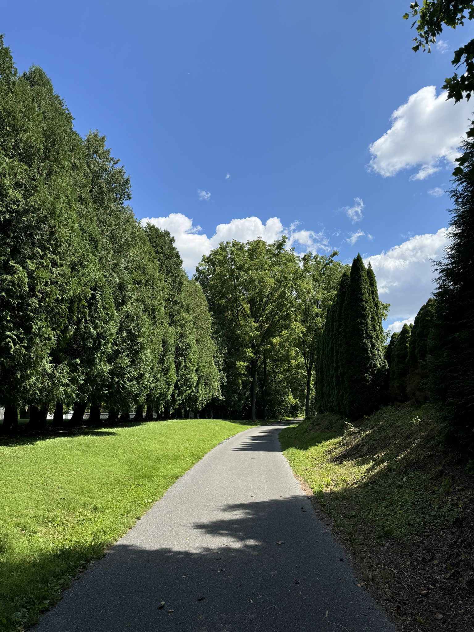 Paved path winding through a dense forest of tall green trees on a sunny day. - Ironton Rail Trail Loop