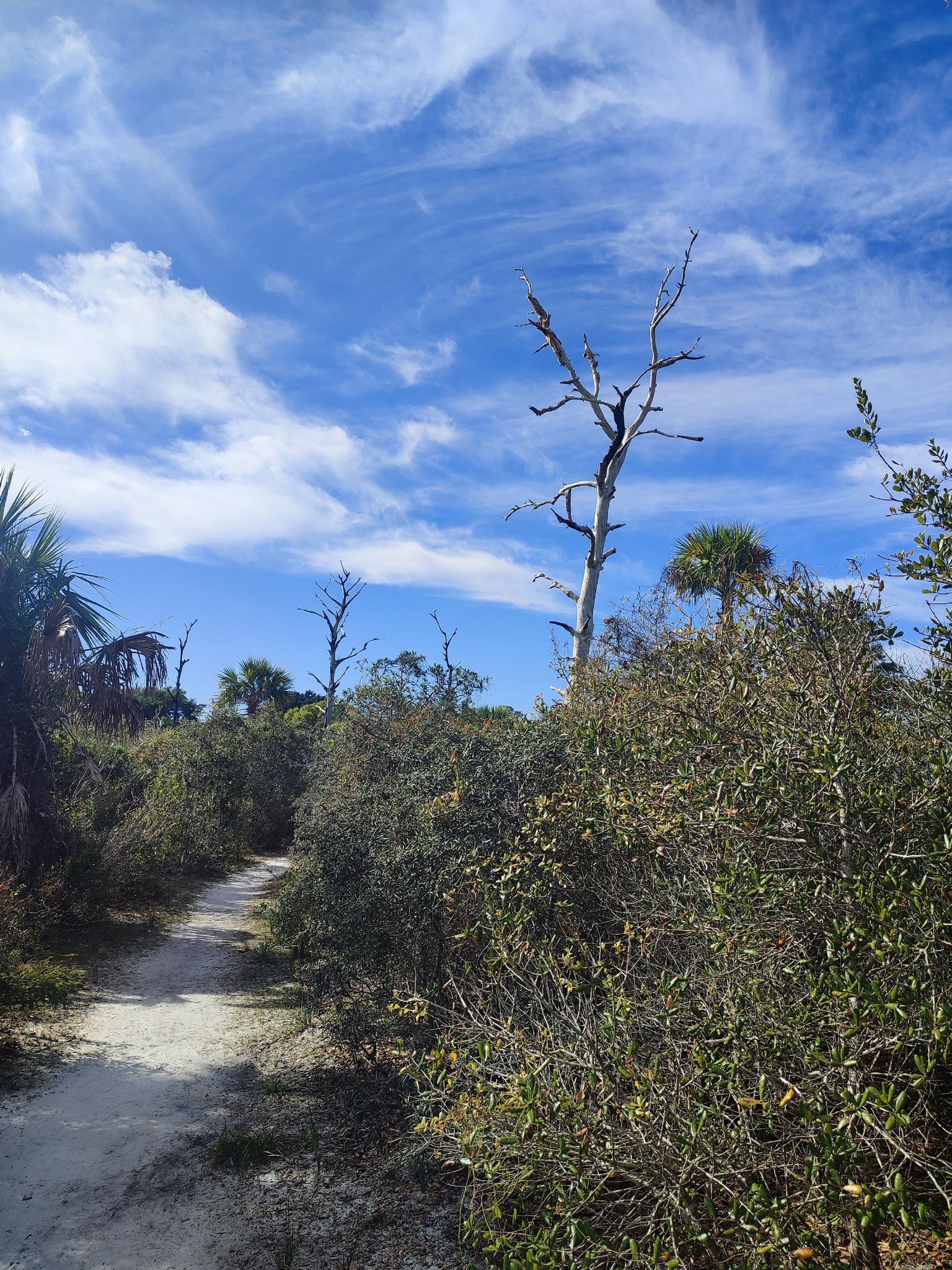 Dirt path through dense scrub, with a tall dead tree under a blue sky. - Hawk's Bluff Trail