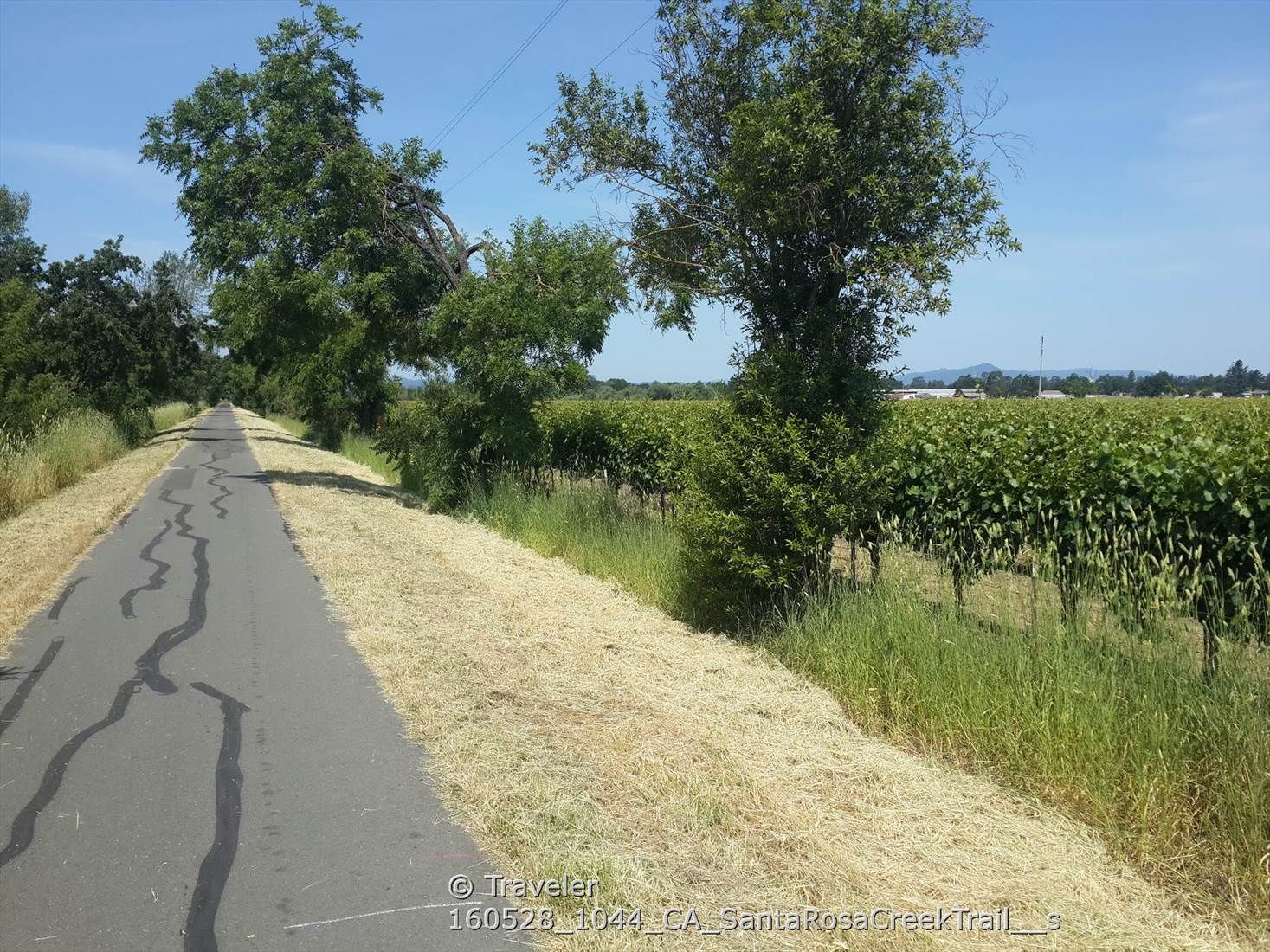 A paved path runs alongside a green vineyard and dry grass under bright sun. - Santa Rosa Creek Trail – Ragle Ranch Regional Park loop from Rohnert Park
