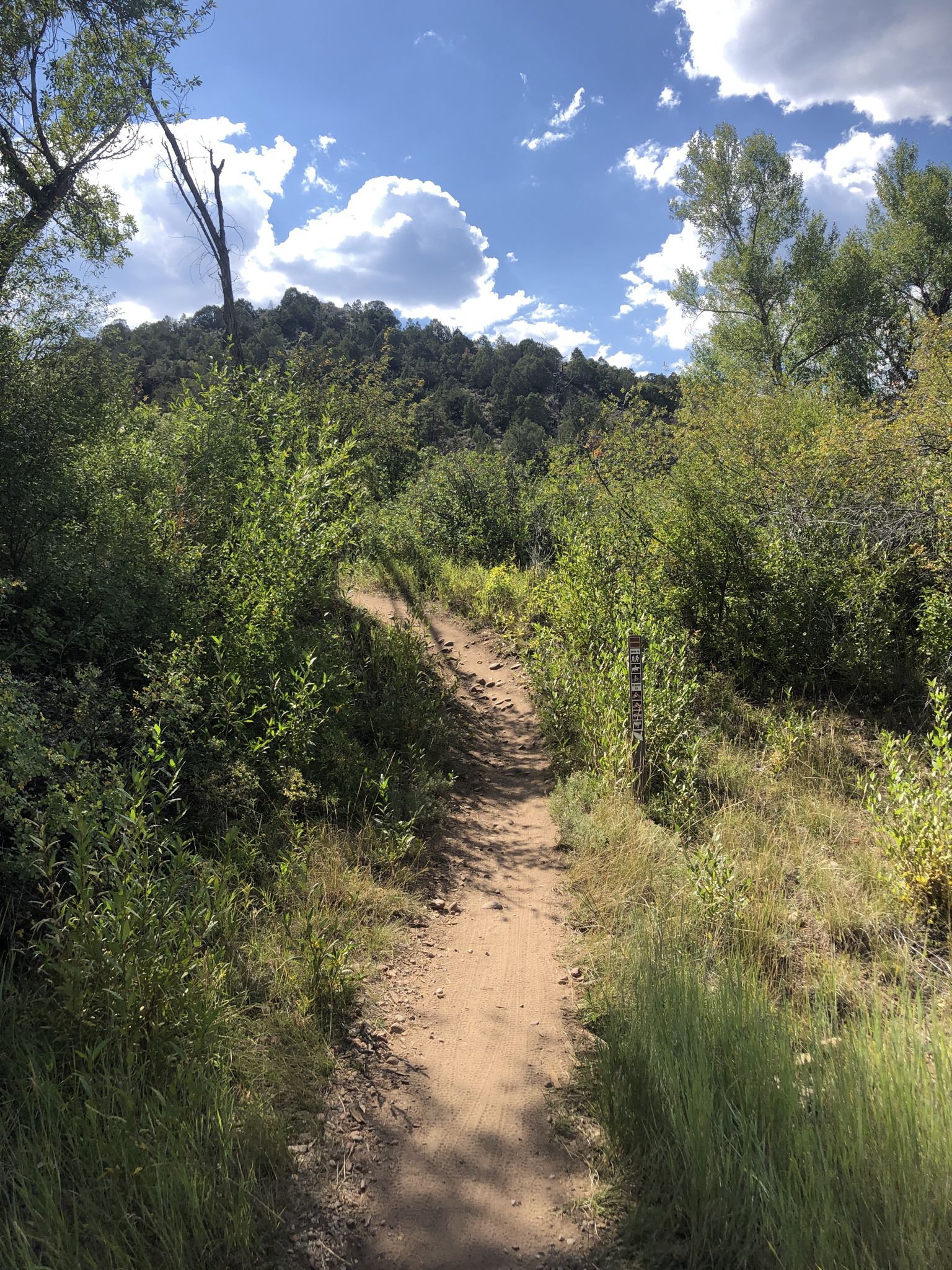 Shady dirt trail winding through dense green bushes under a bright sky. - Rio Grande Trail: Mulford to Basalt