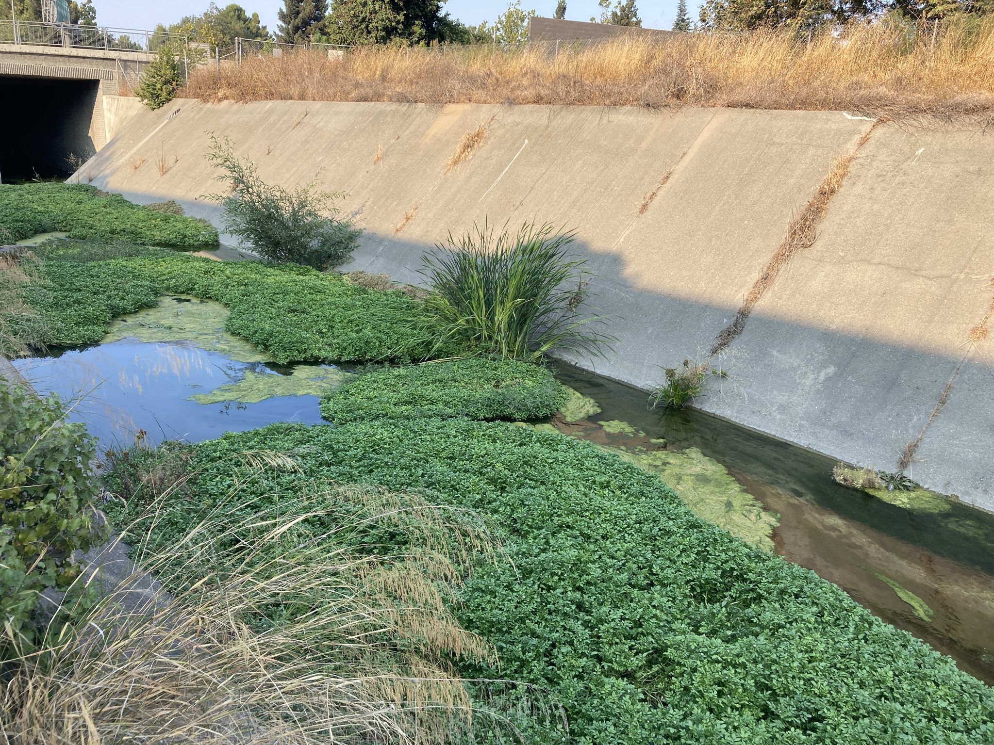 Concrete-lined channel filled with lush green aquatic plants, sunny. - Stevens Creek Trail Loop