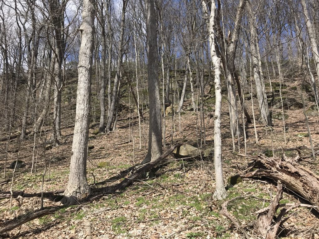 Sunny forest with bare trees, fallen logs, and scattered leaves on a slope. - Allen Knob Trail