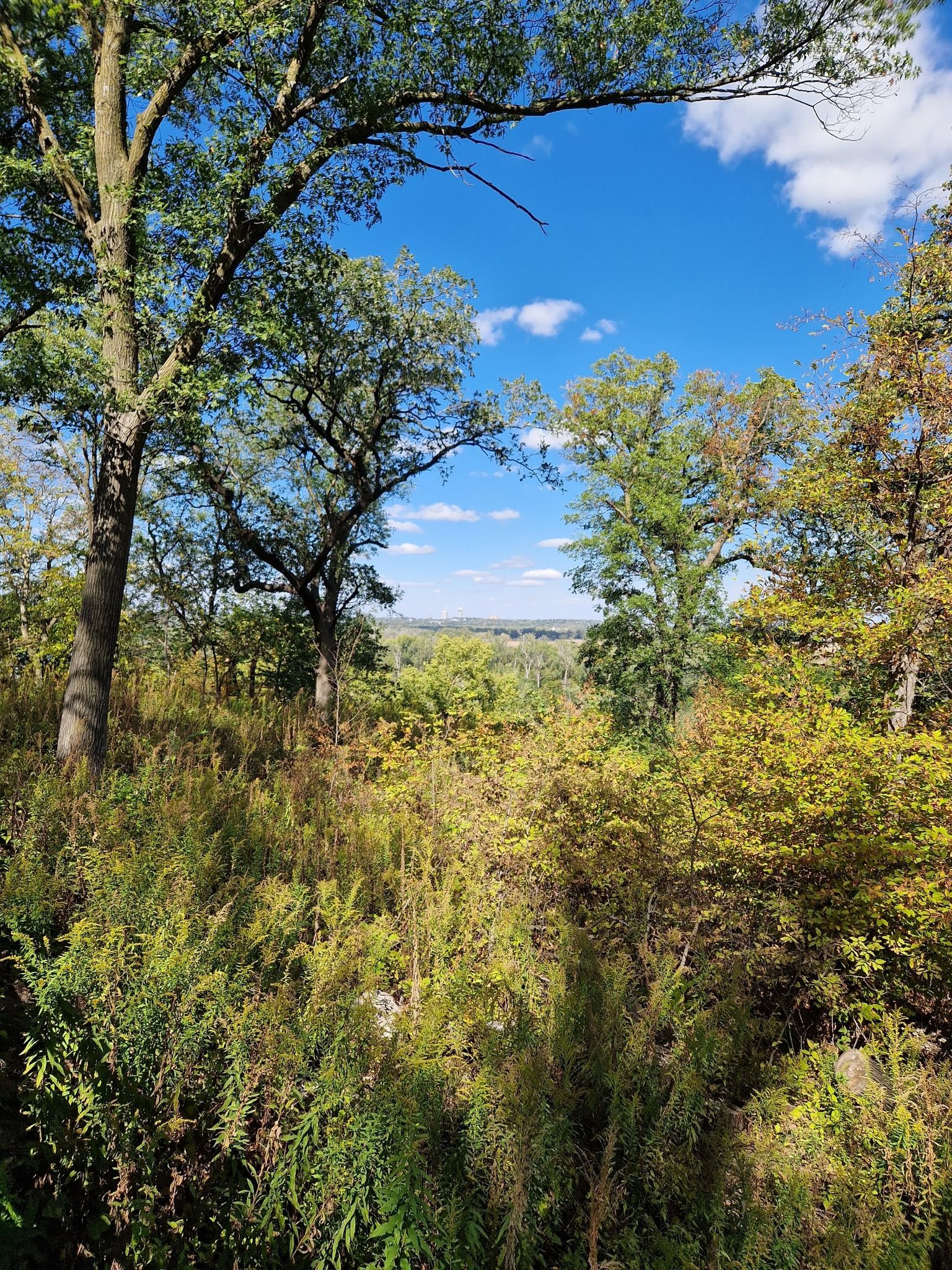 Lush green trees and dense undergrowth under a bright blue sky. - Tom's Treehouse and Play Fort – View of the Missouri River loop from Highland I Precinct