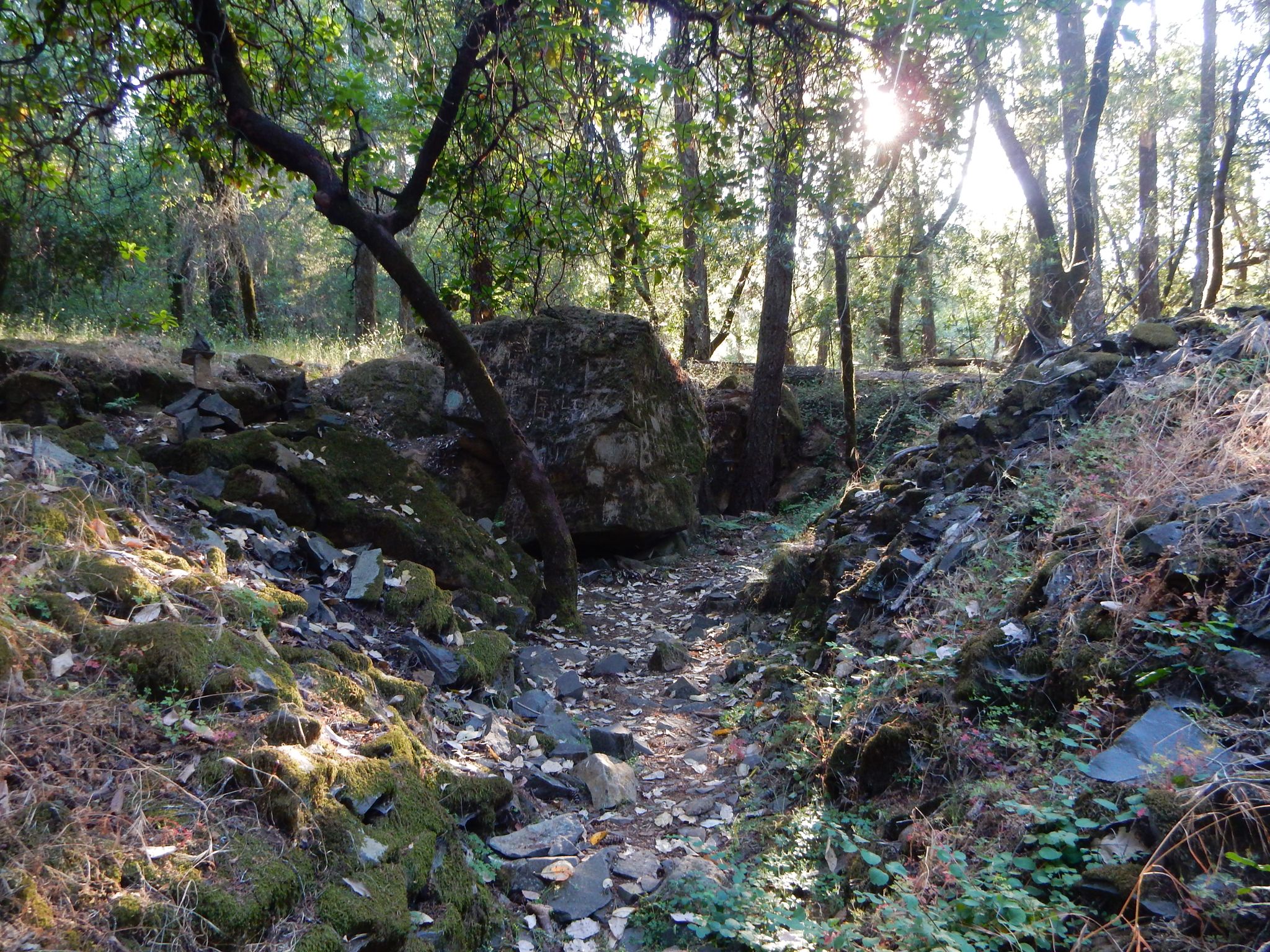 Rocky path through a sun-dappled forest with mossy rocks and dense trees. - Cobblestone Trail – Warren Richardson Trail loop from Owls Nest Open Space