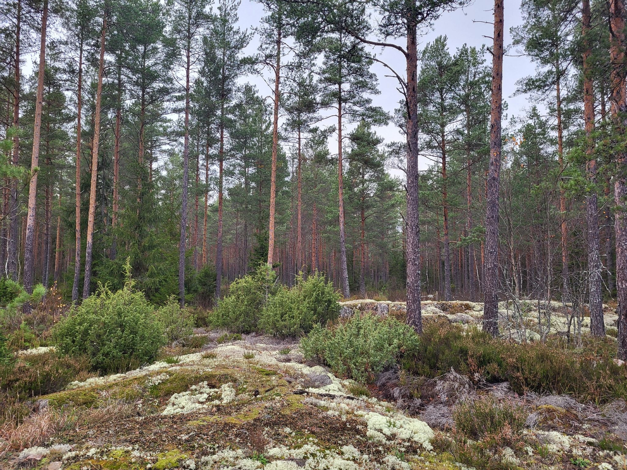 Middle of the forest