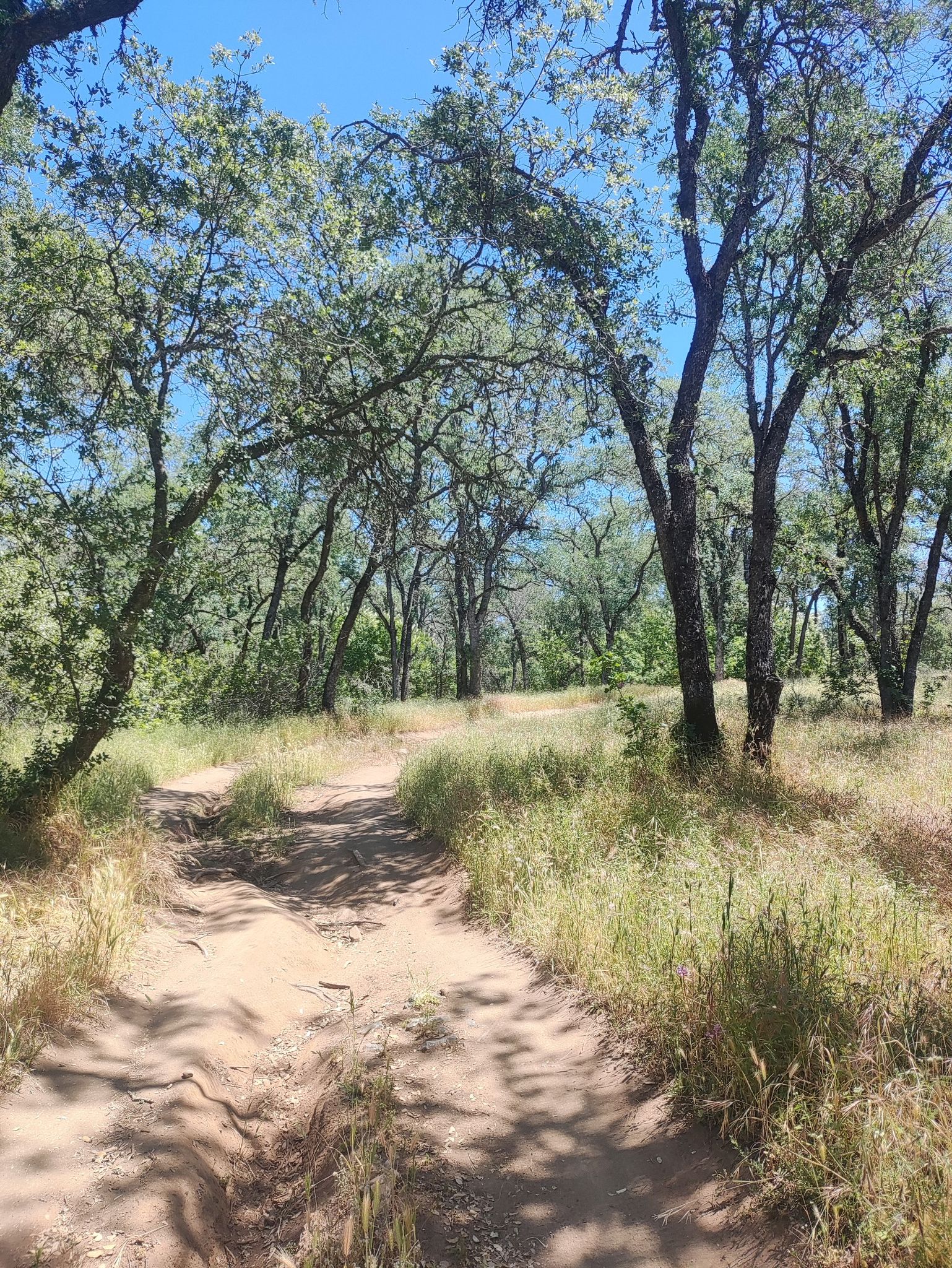A winding dirt path through a sunlit forest with tall grass. - Granite Bay – Granite Bay Beach Trail loop from Miners Ravine Nature Reserve