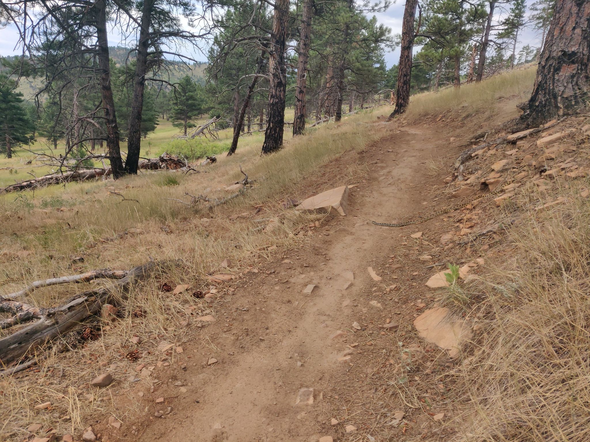A winding dirt trail through a pine forest with dry grass under soft light. - Overland Loop Trail