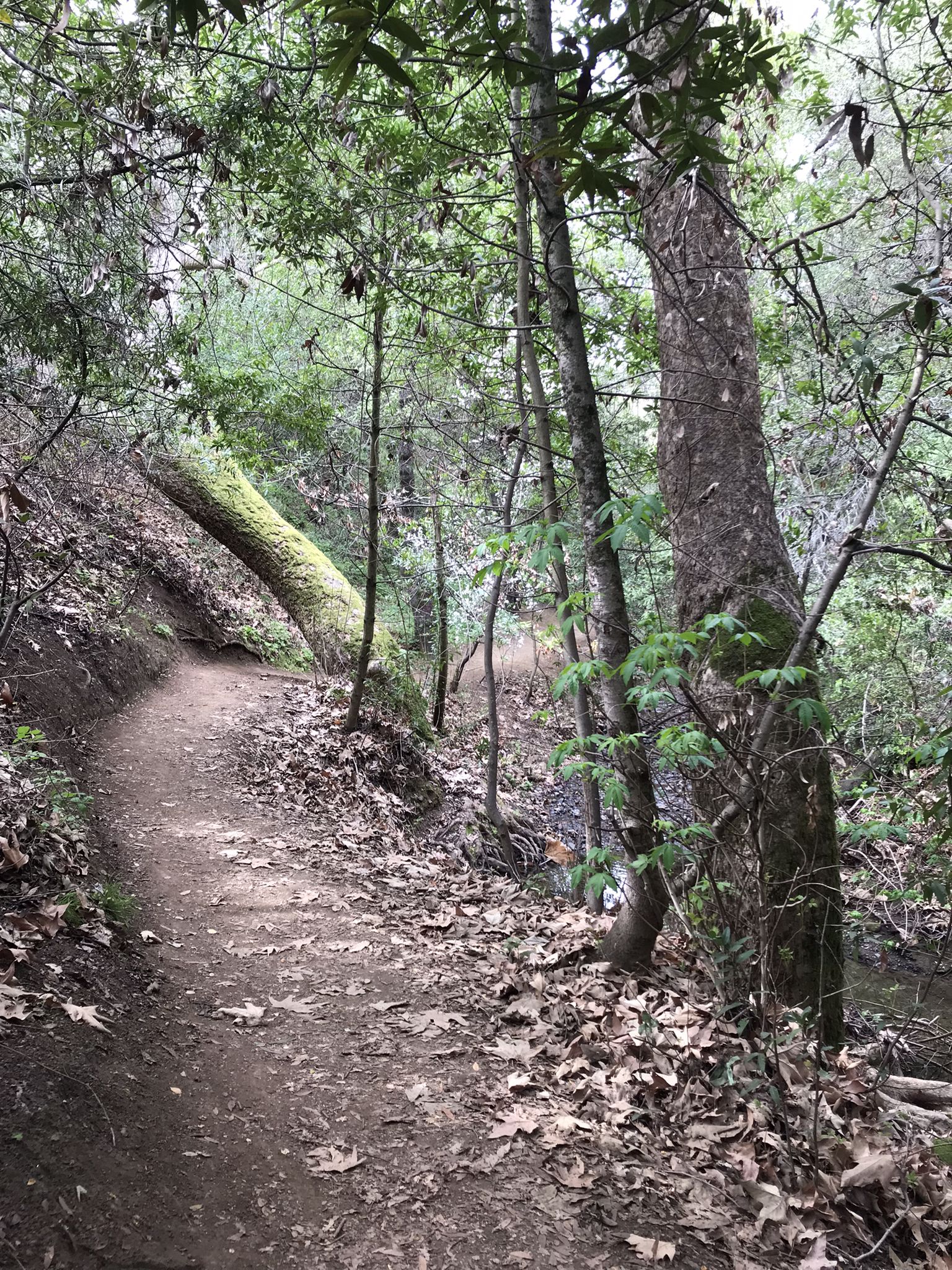 Shaded dirt trail winding through a dense forest with large trees and leaves. - Dry Creek Trail