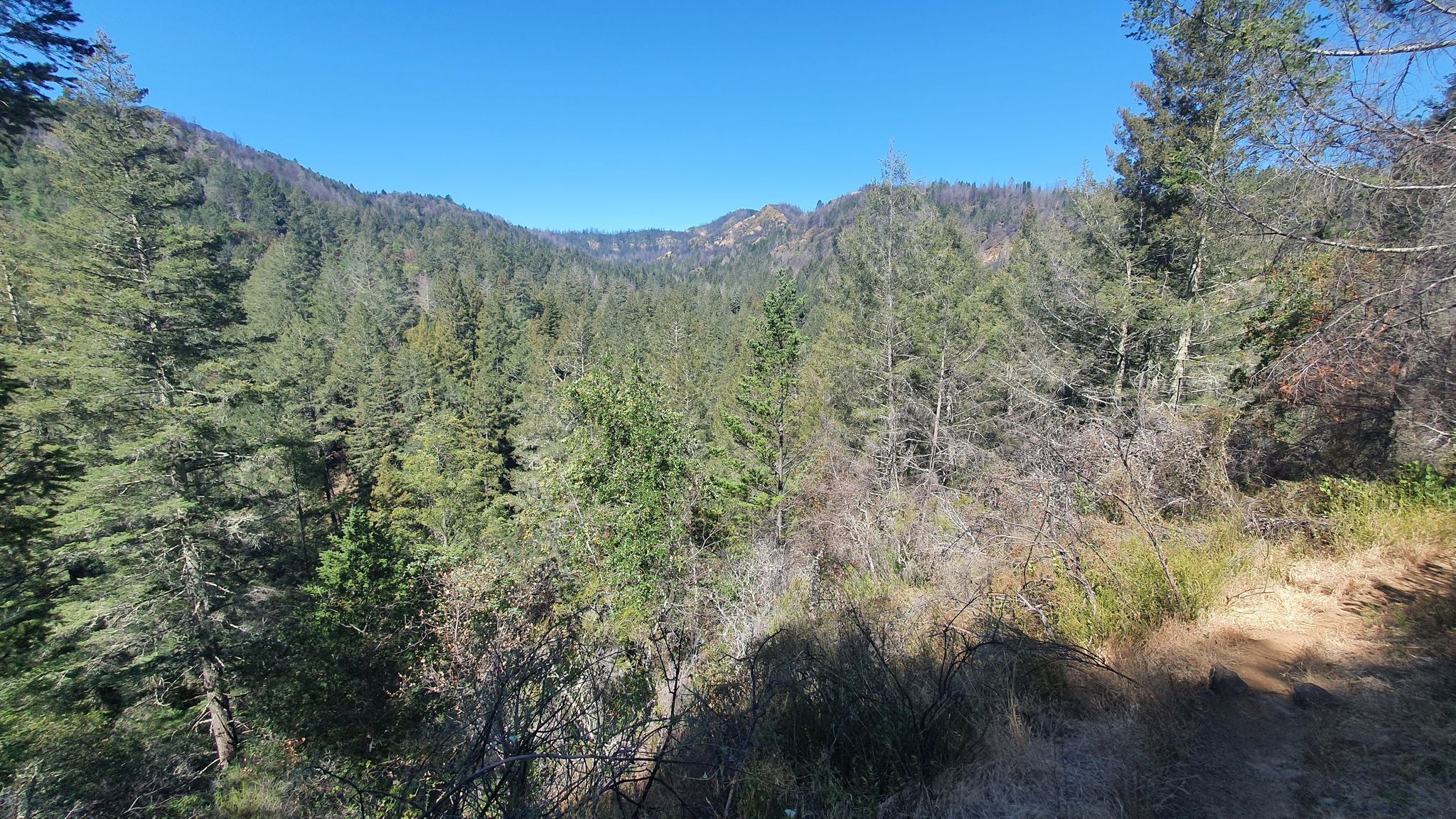 Dense evergreen forest fills a valley under a clear blue sky. - Coyote Peak Trail Loop