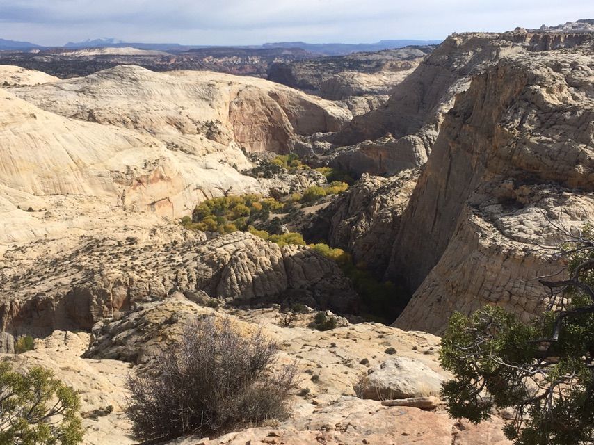 Overcast view of a deep, rocky canyon with green trees below. - Escalante Overlook Trail
