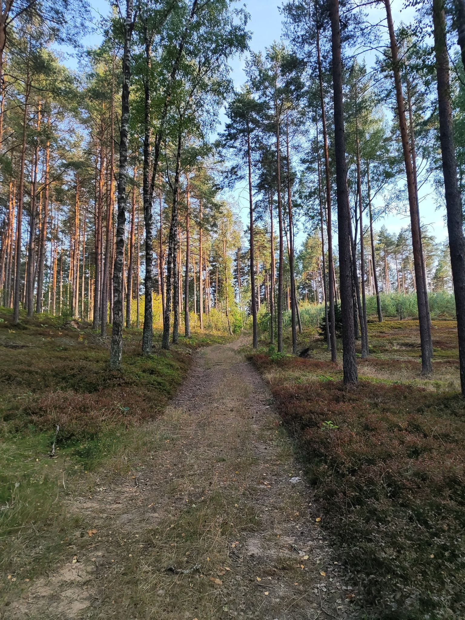 Forrest trail