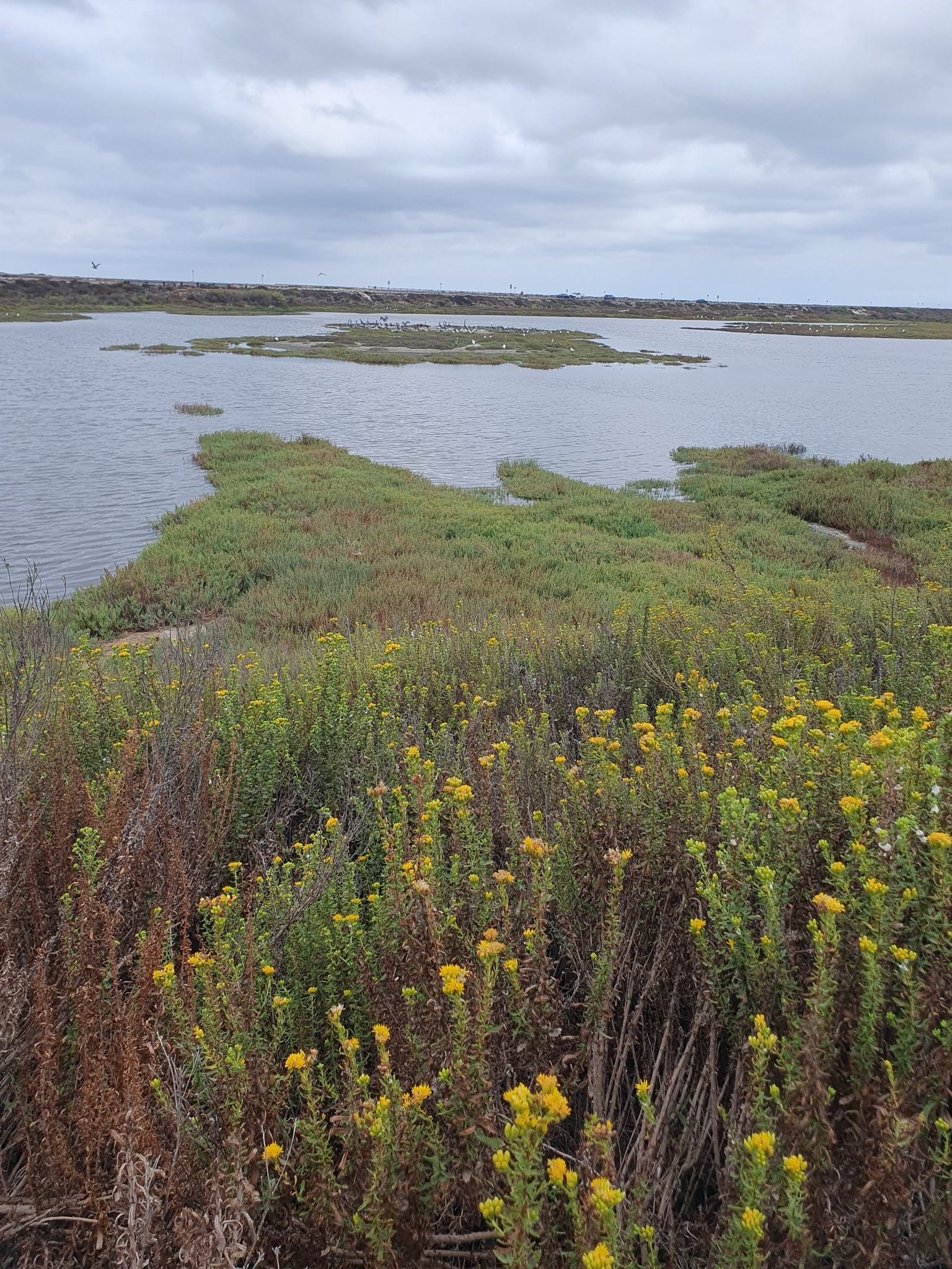 Overcast view of a marsh with water, green plants, and yellow wildflowers. - Pelican Island loop from Solana Beach