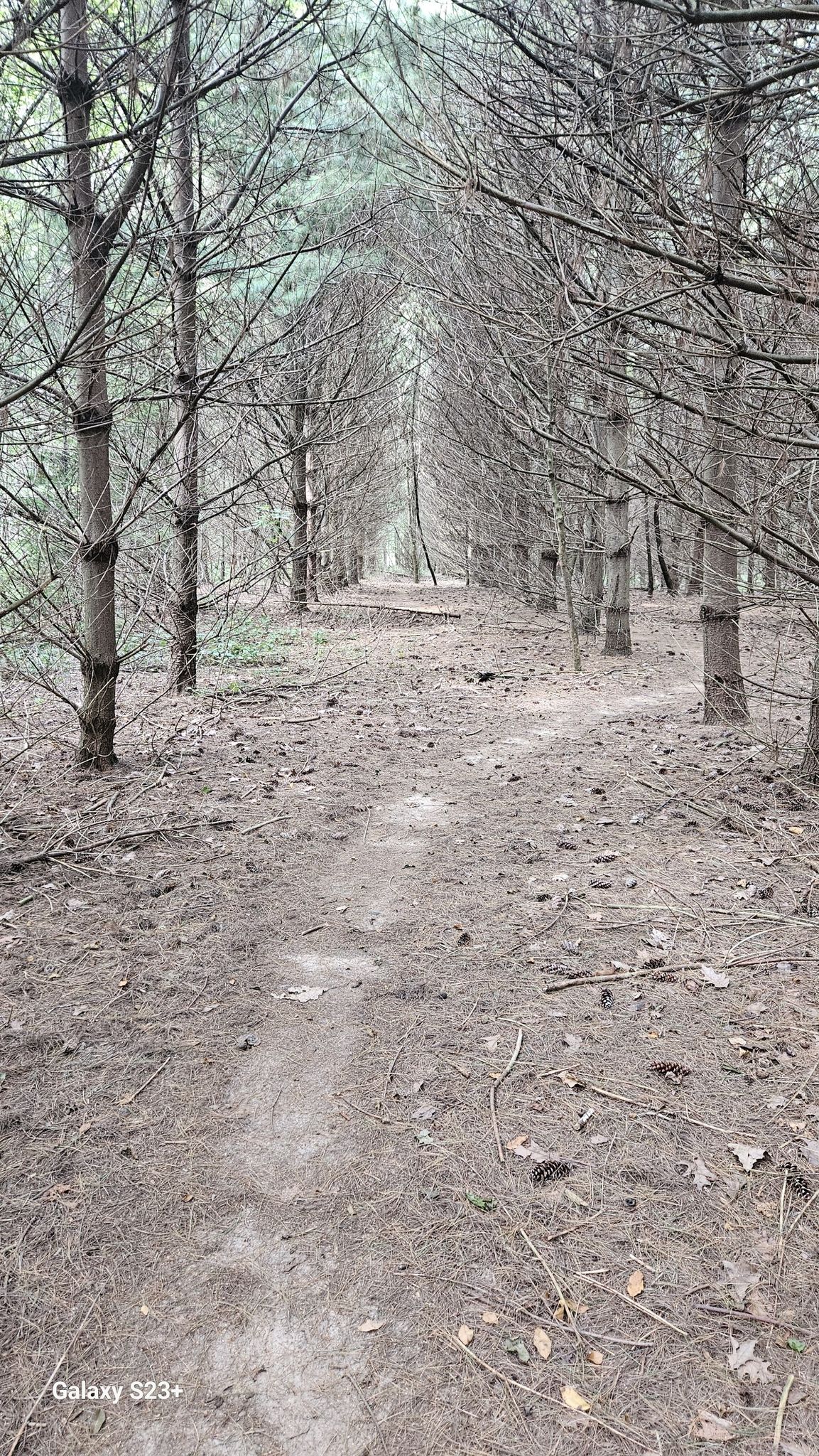 A straight dirt path stretches through a dense, somber forest of tall, bare pine trees. - Chikaming Township MTB Loop 3