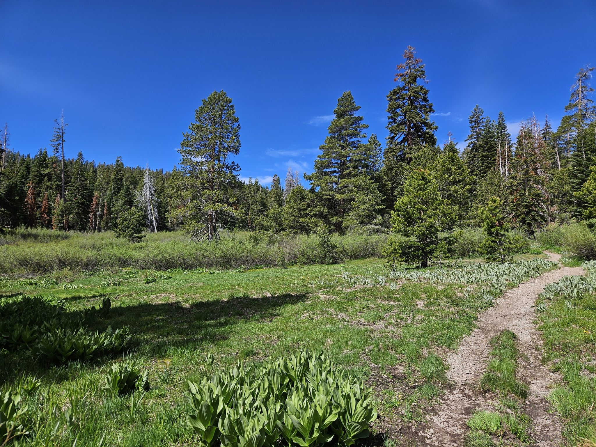 A dirt path winds through a sunny green meadow surrounded by pine trees. - Tahoe Rim Trail: Tahoe City to Brockway Summit