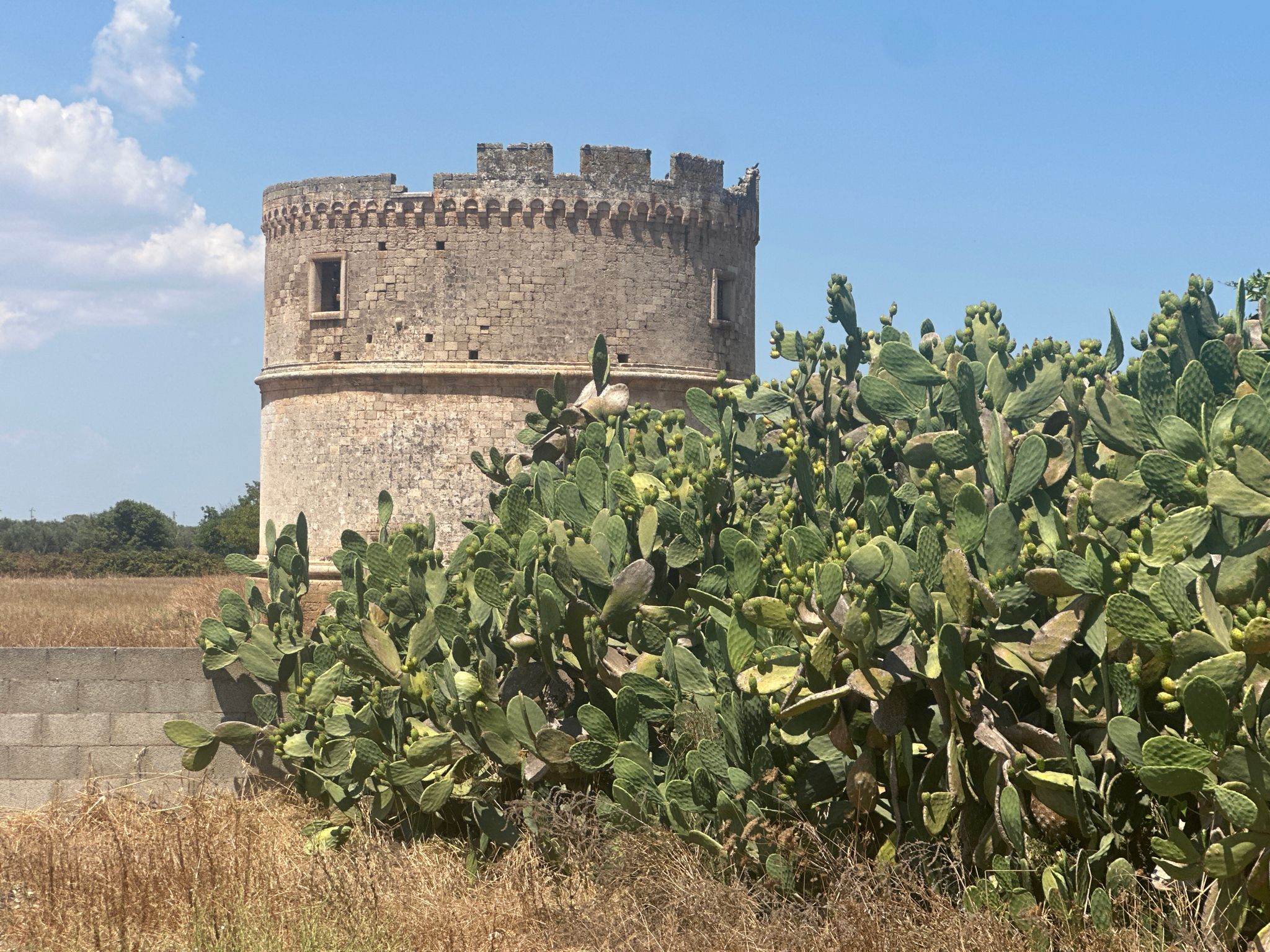 Torre Colombaia 1300-1400 ospitava fino A500colombi per il fertilizzante